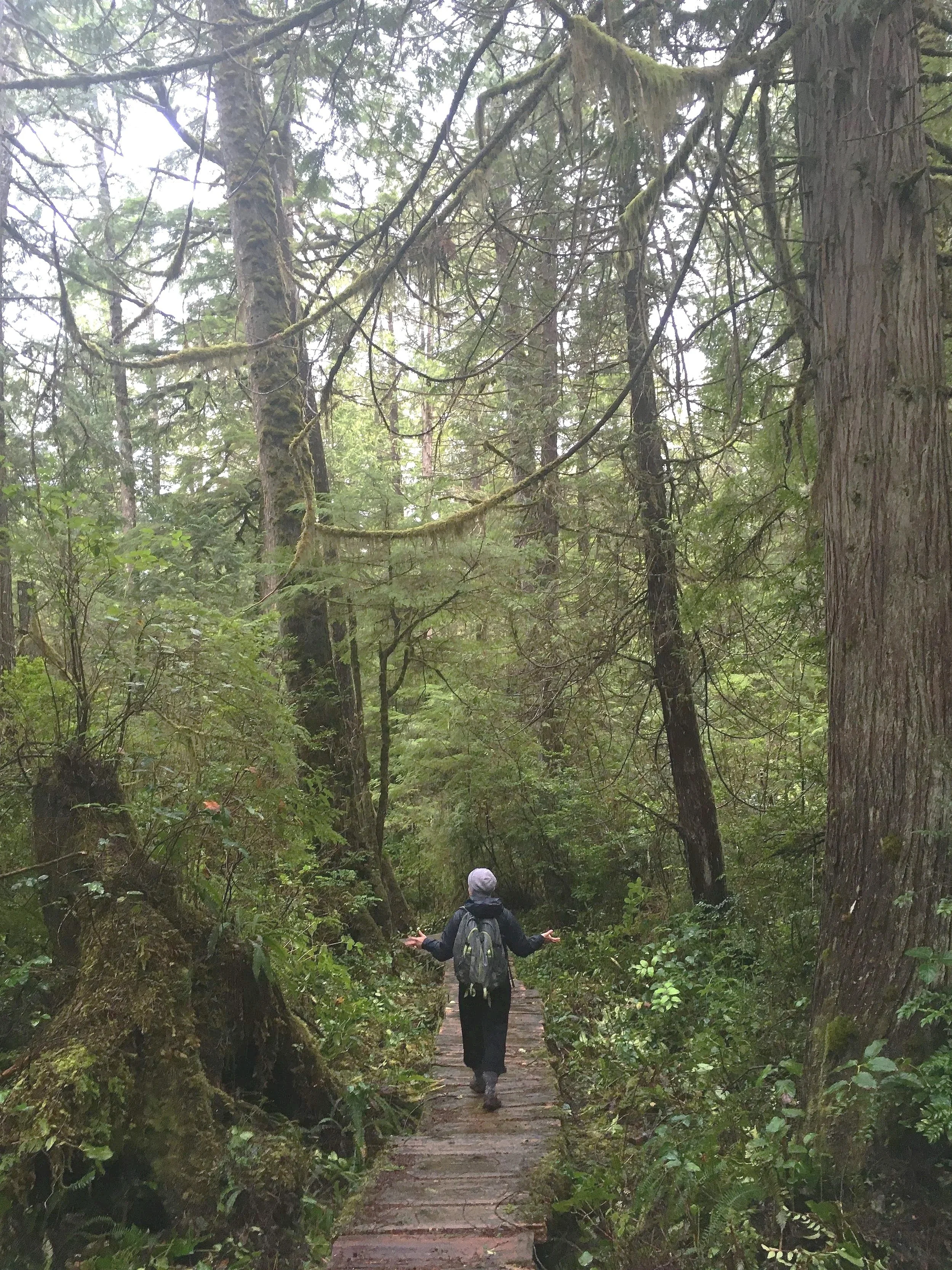A person walking on a narrow wooden path through a lush, green forest, surrounded by tall trees and dense foliage.