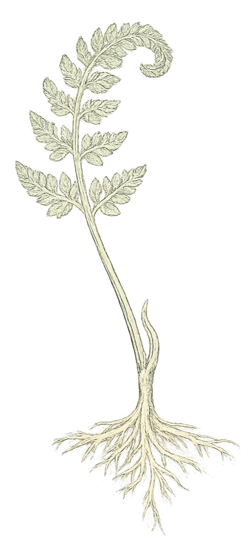 Illustration of a plant with roots and leaves, resembling a botanical diagram.