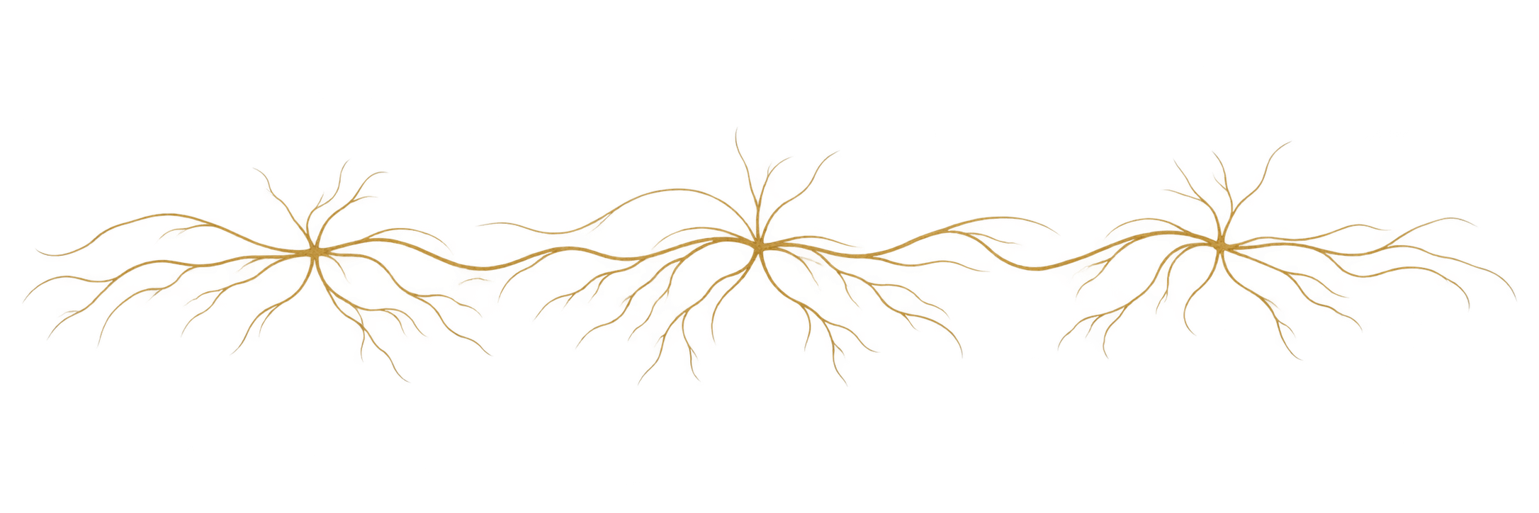 Colorized neuroanatomy illustration of a neuron with detailed dendrites, cell body, and axon highlighted.