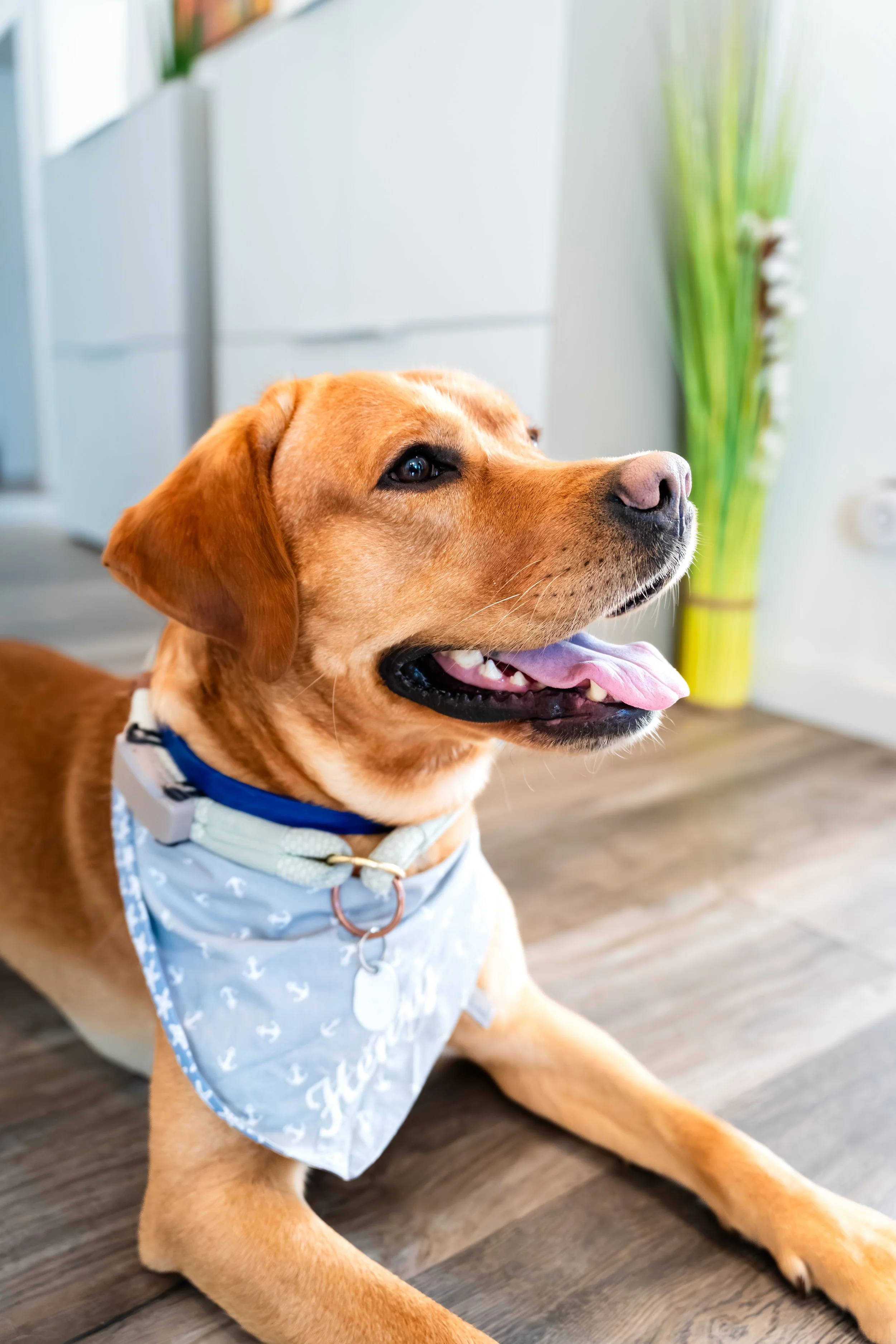 Freundlicher Therapiehund für verschiedene Behandlungen in der Physiotherapiepraxis in Cloppenburg