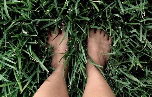 Person's bare feet standing in green grass.