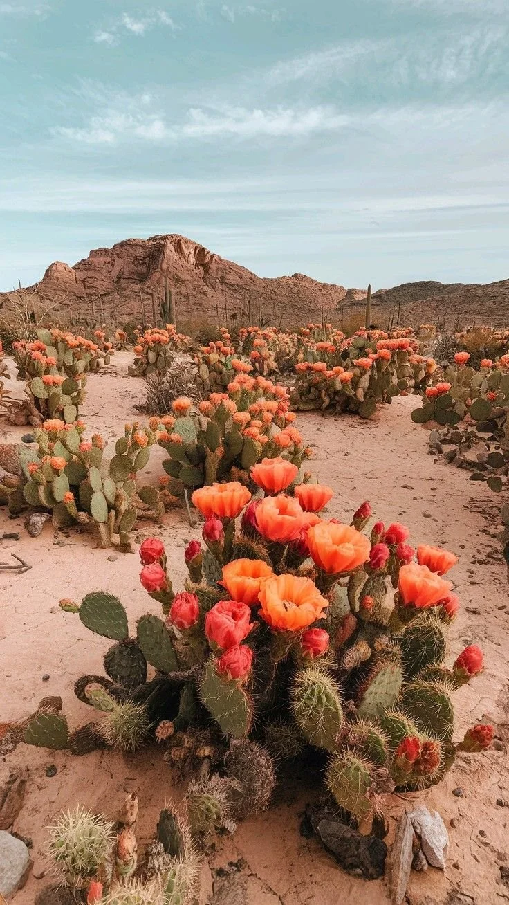 Flowering cacti in Sonoran desert, calm and relaxing image in alignment with therapist's brand