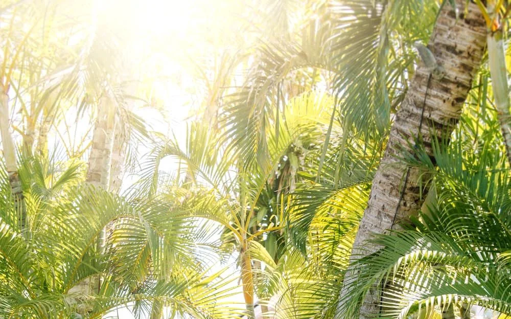 Sunlight filtering through a palm tree canopy