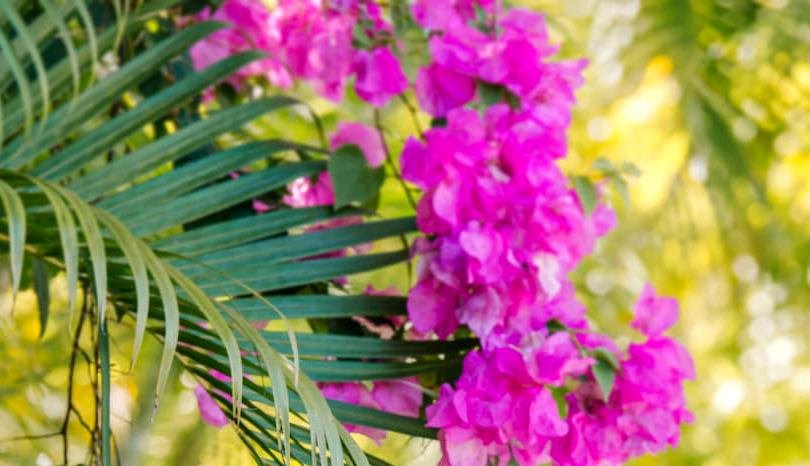 Bougainvillea flowers among tropical palm fronds