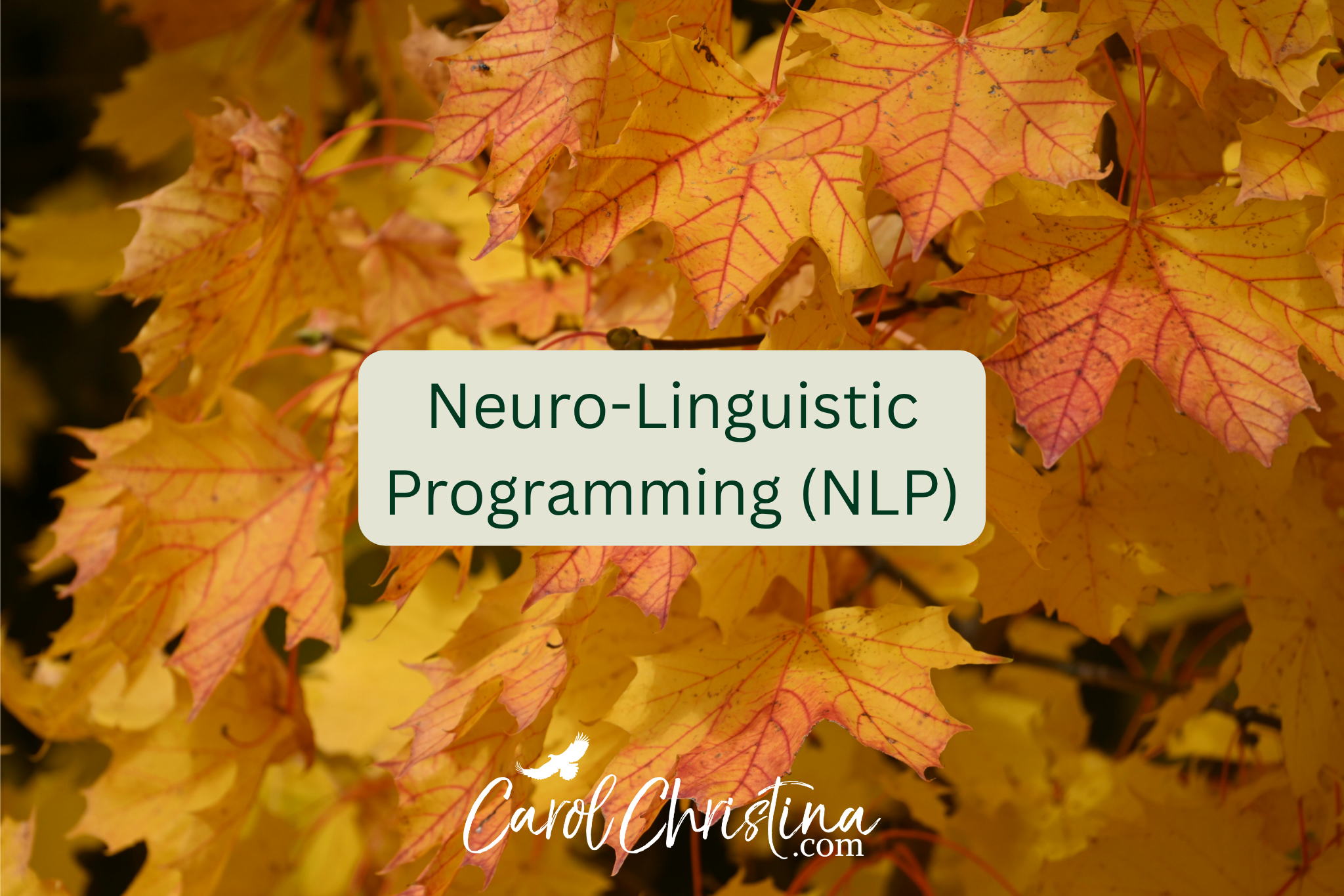 When I Learned Neuro-Linguistic Programming (NLP)