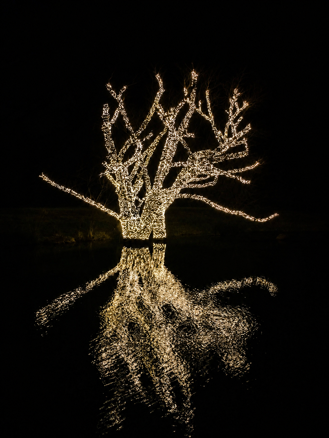 A leafless tree decorated with string lights, reflected on water at night.