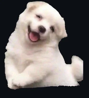 A cute white fluffy puppy with a happy expression, sitting on a dark background.