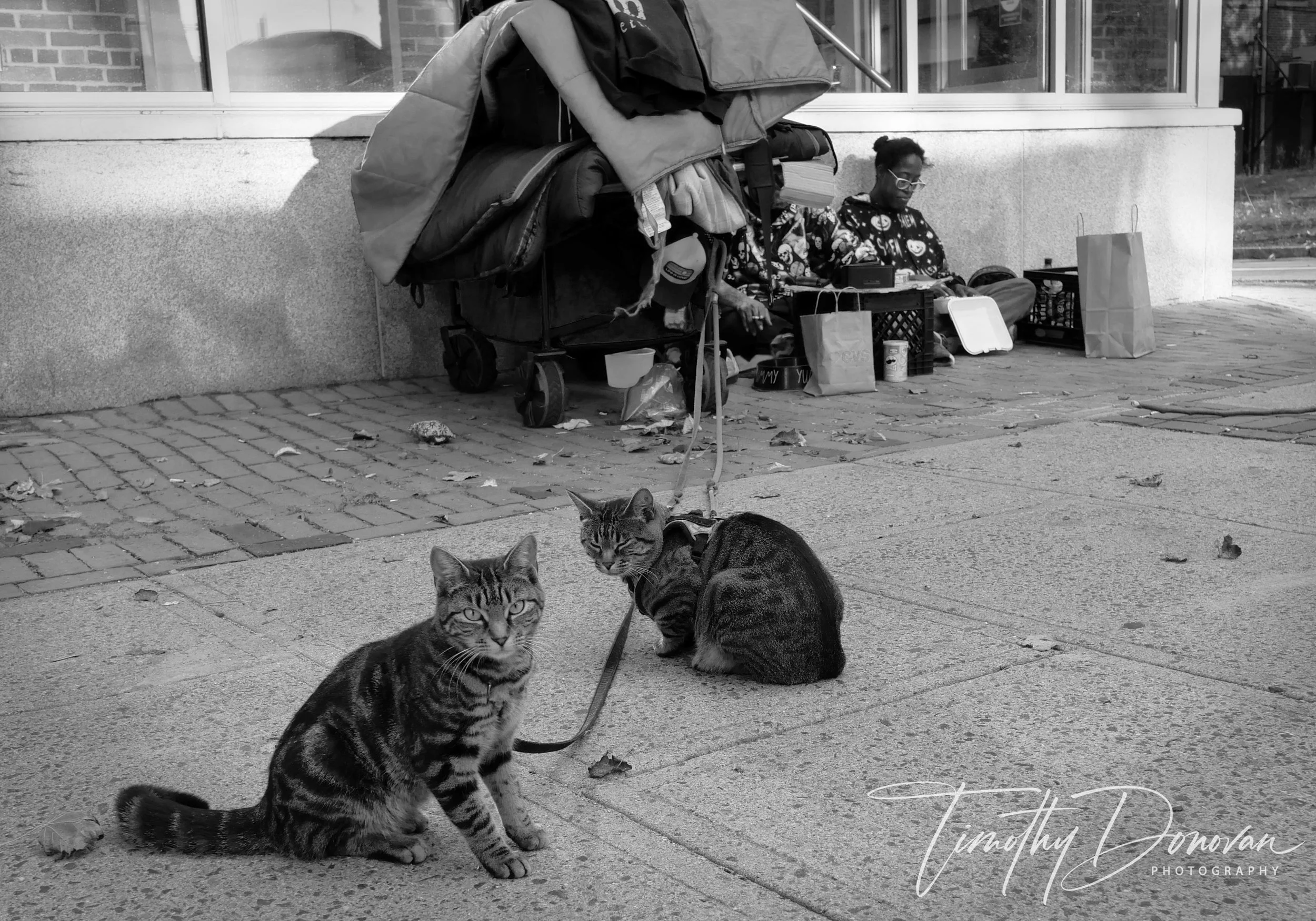 streetcats.jpg