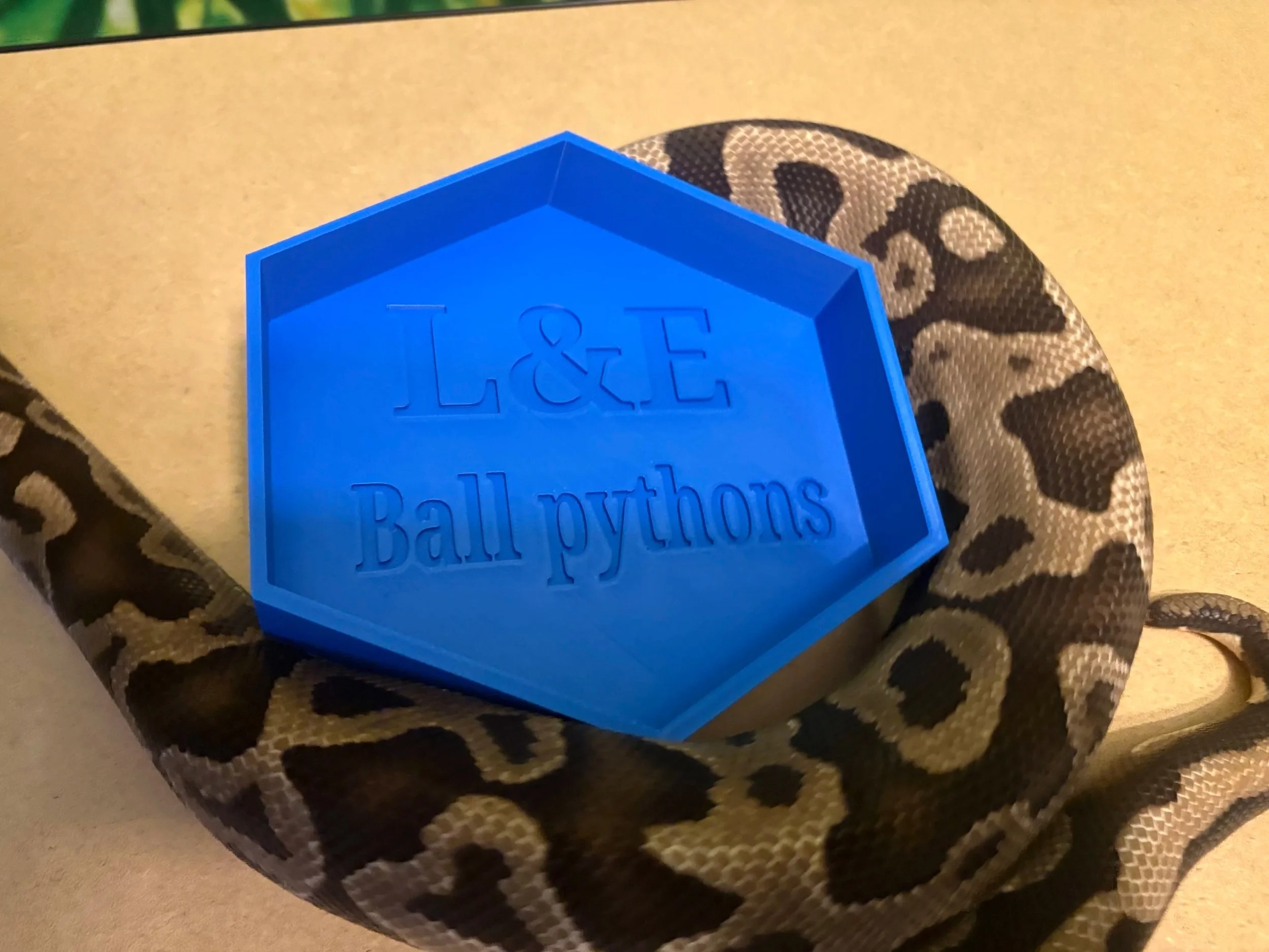 3D printed hexagon reptile bowl - vivarium water and food dish