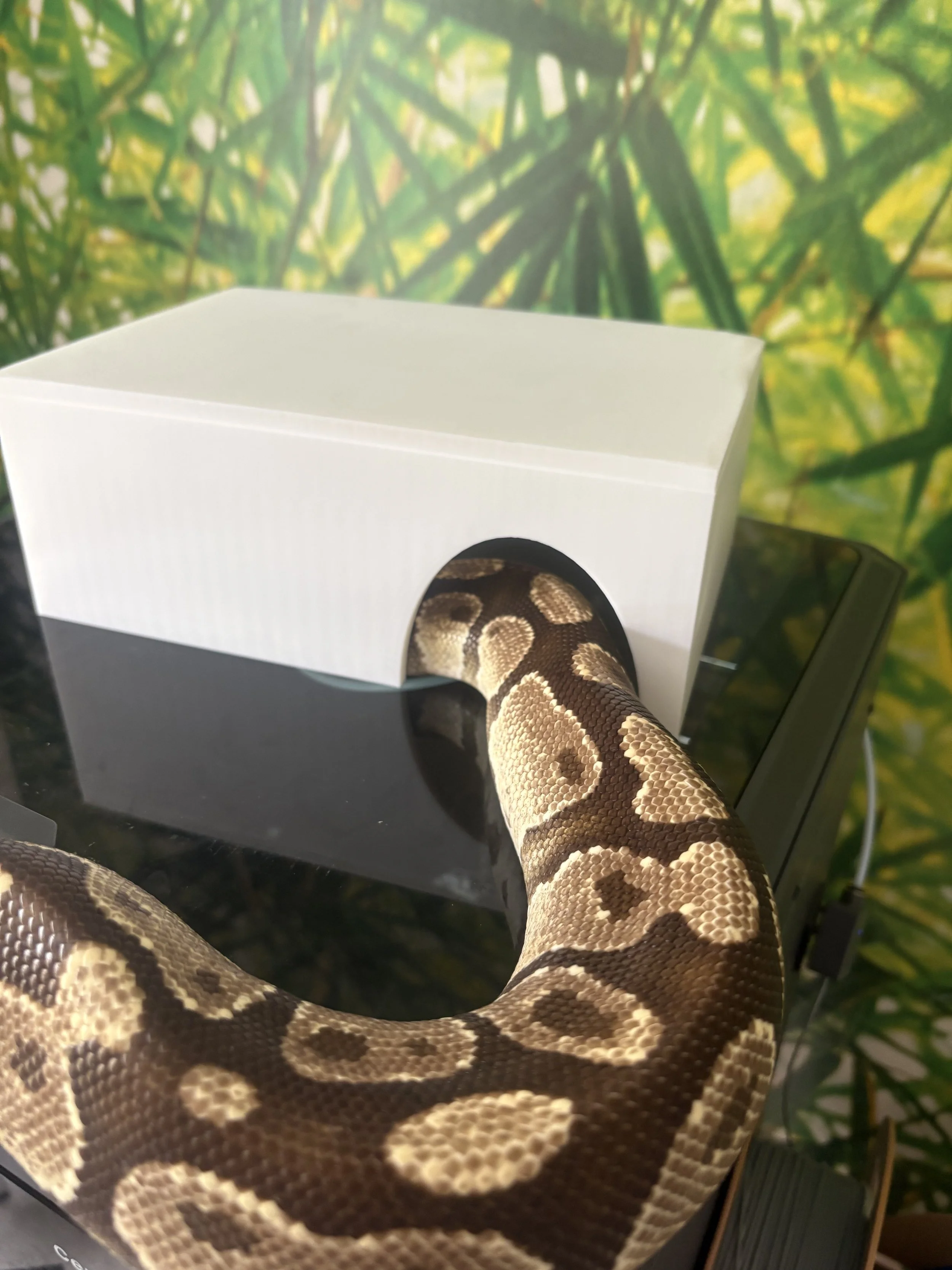 3D printed reptile hide - ball python vivarium shelter