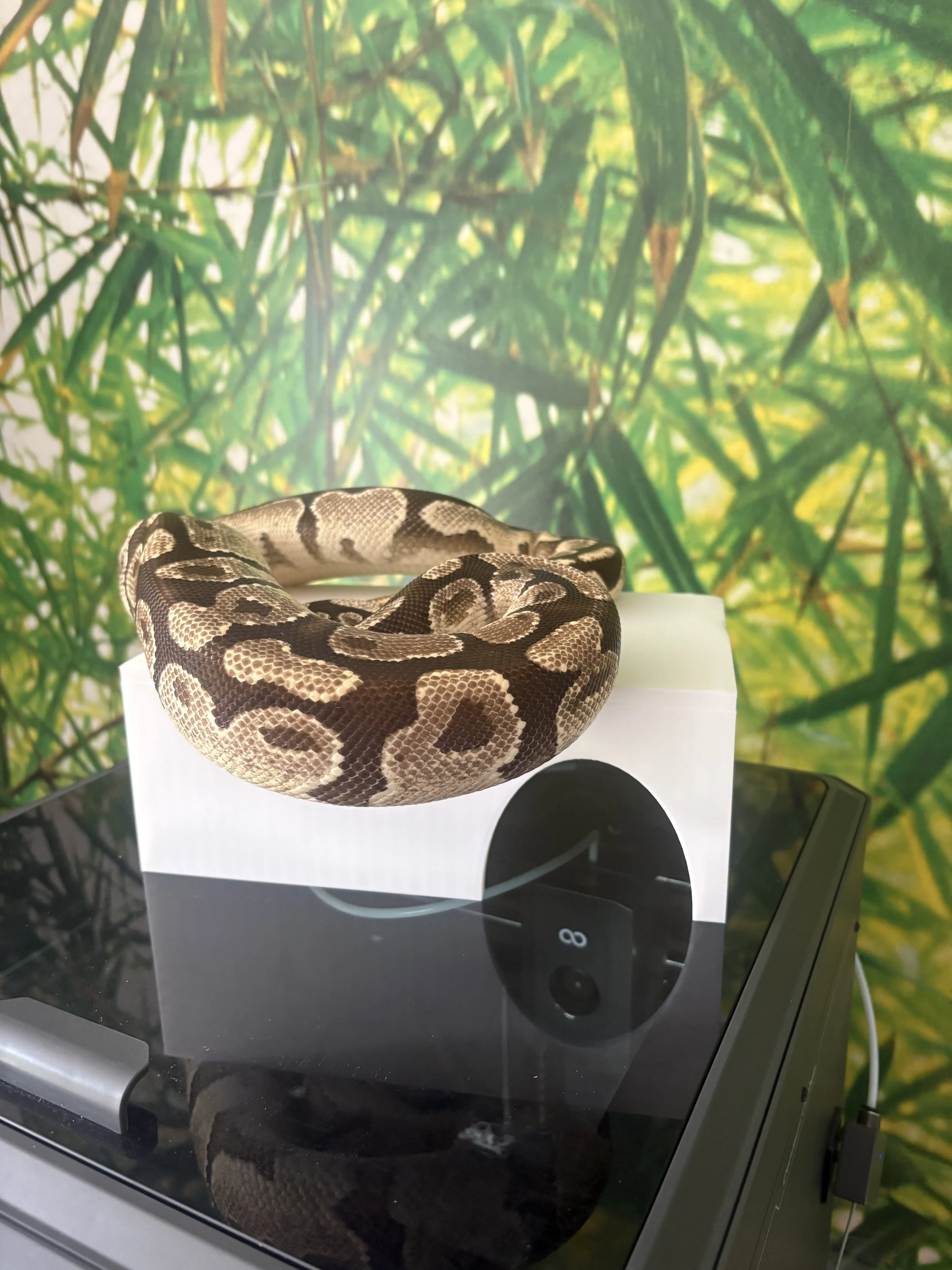 3D printed reptile hide - ball python vivarium shelter