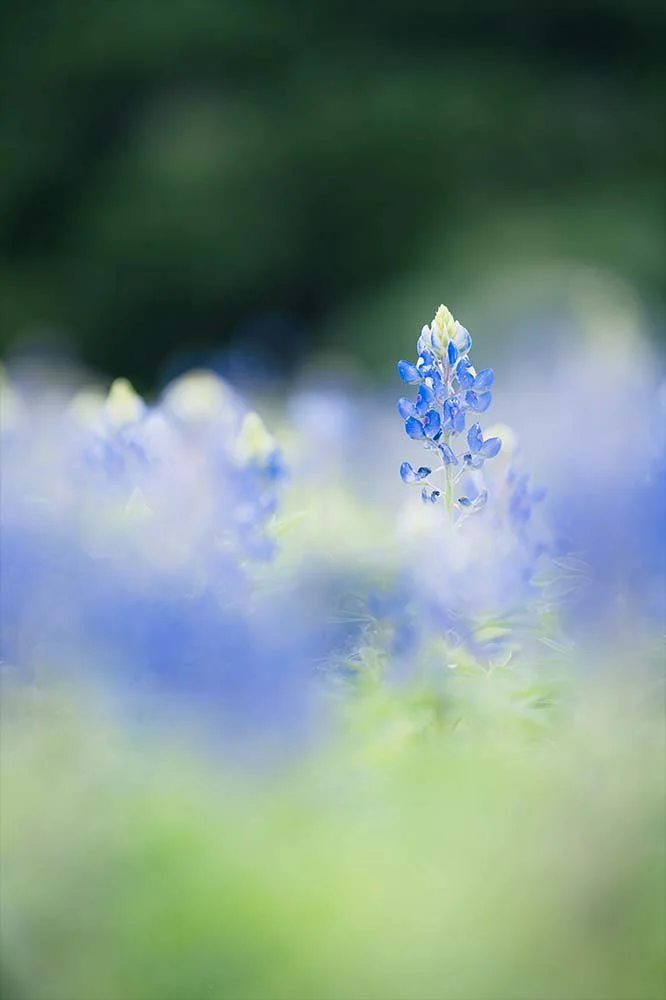 Bluebonnet at Travis Park-4.jpg