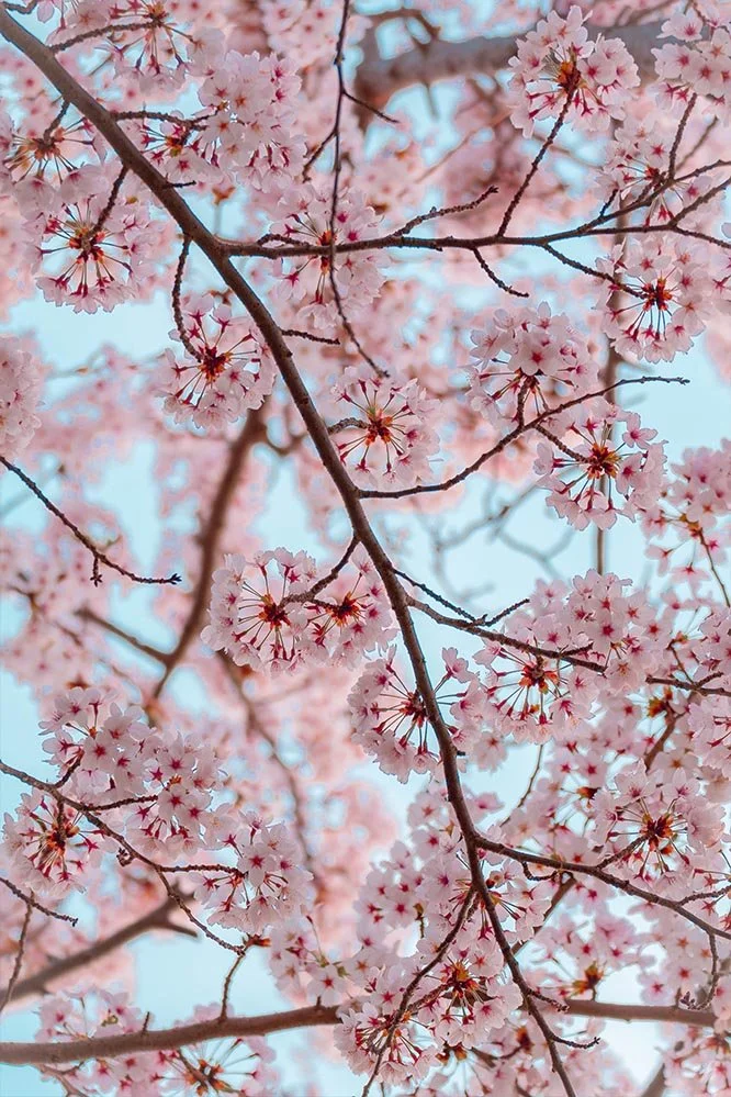 sakura.jpg