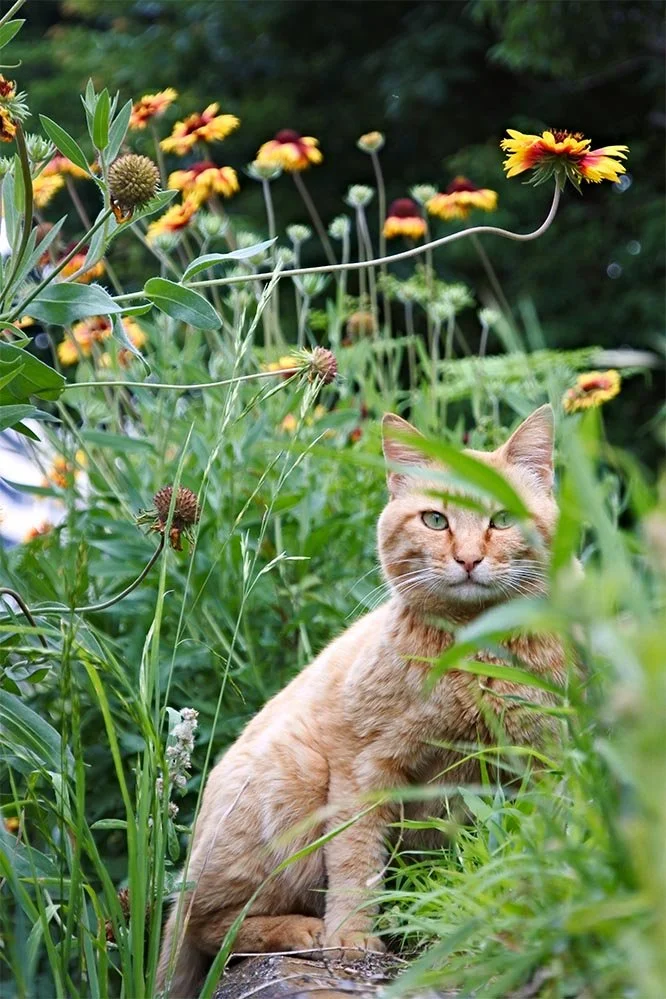 cat in flowers.jpg