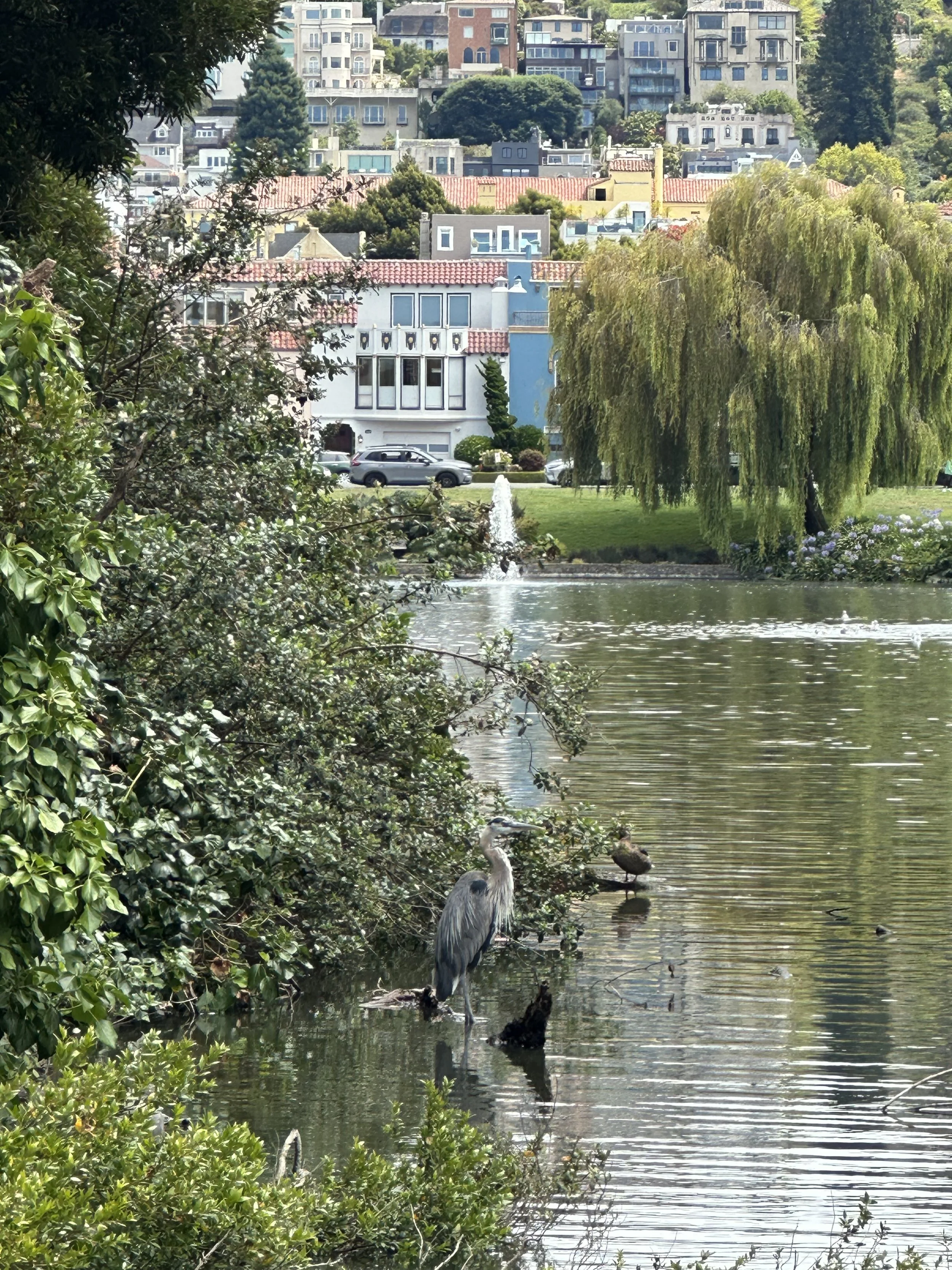 A peaceful park scene with a small pond, a heron and a duck in the water, surrounded by lush green trees and bushes, with residential buildings on a hillside in the background.