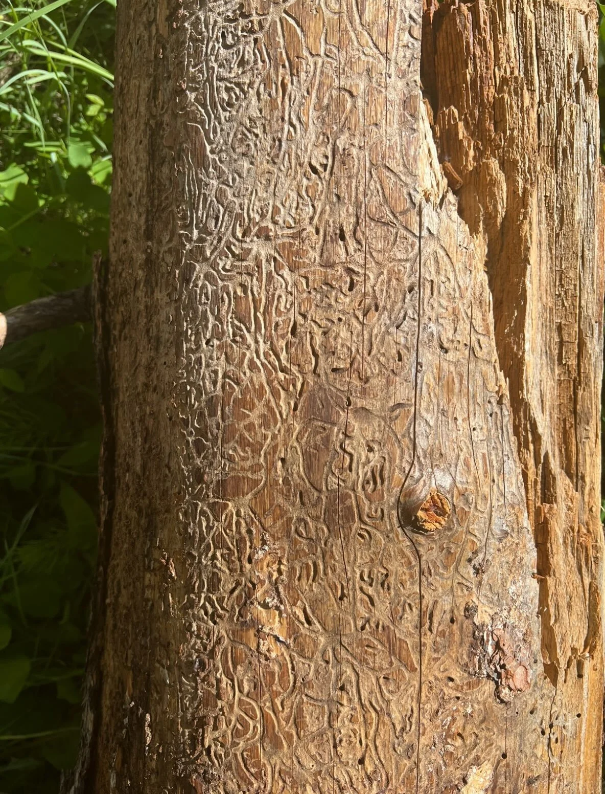 Grounding after a session helps bring your energy back into your physical body and re-establish a connection with the present moment. 

Drinking water, gentle stretching, and spending time in nature are all ways to ground!

✷ ✷ ✷