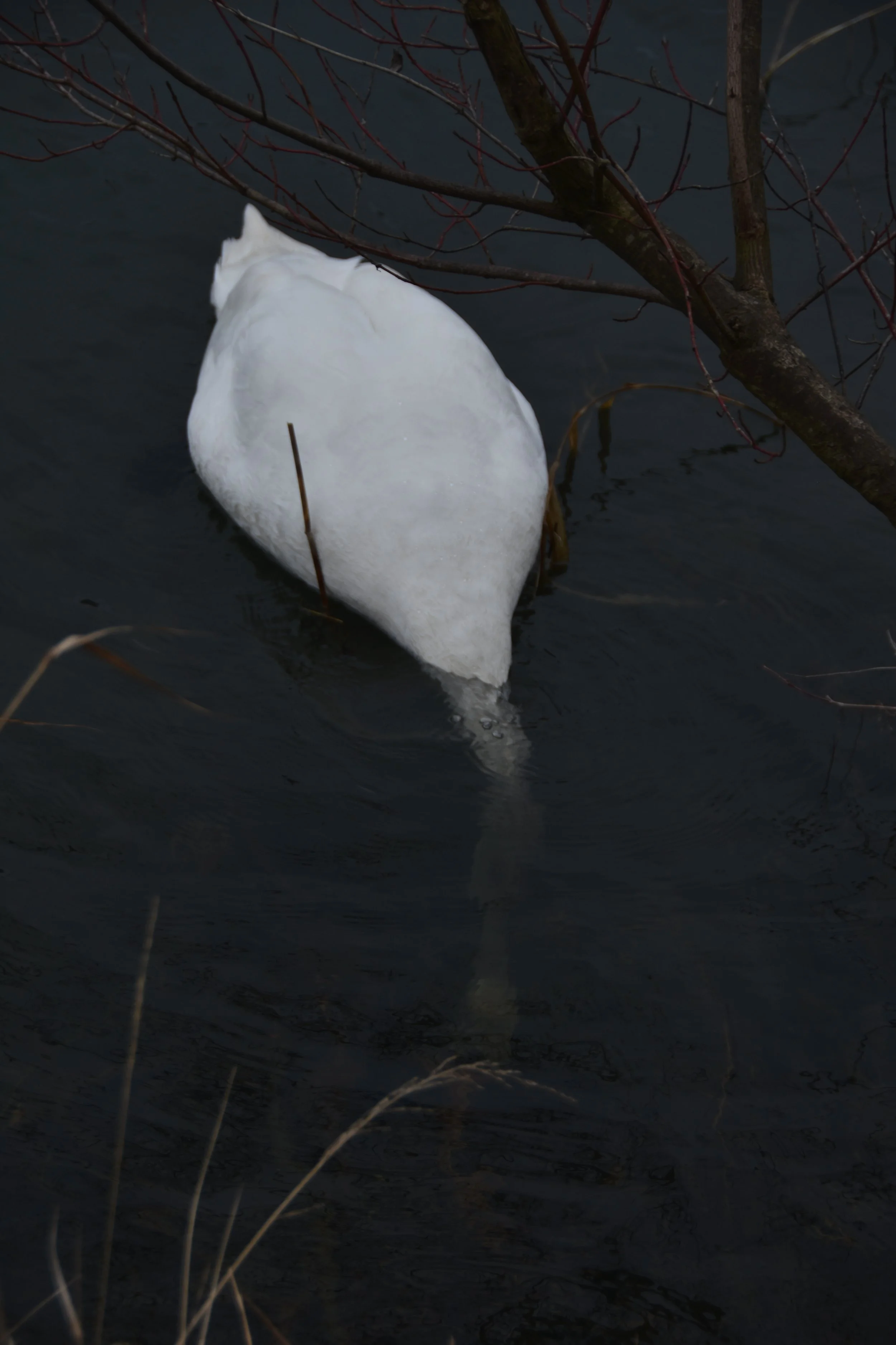 IMG_8113.png