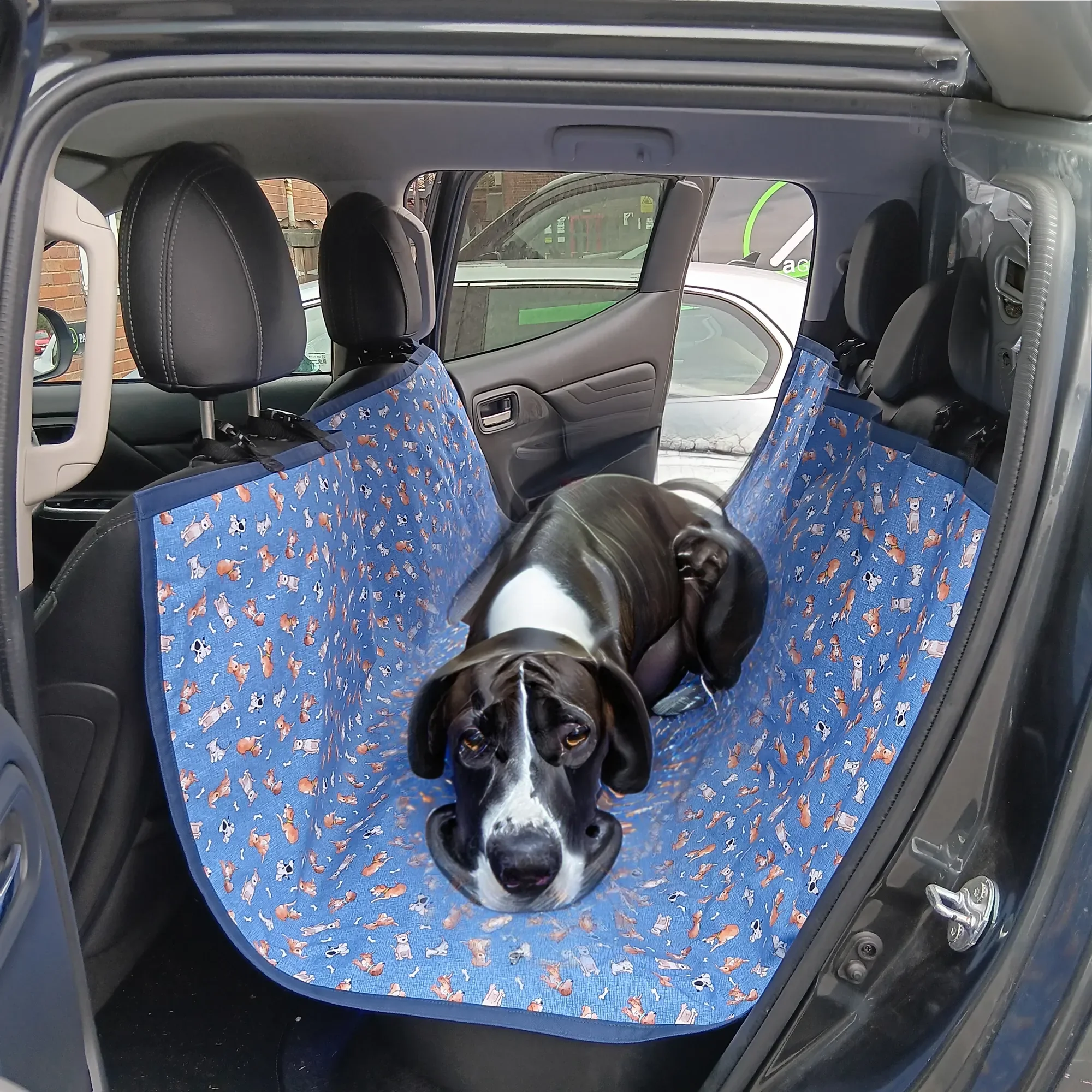edu00htu4HOCrv6Sy0meGsOMatJ3%2Fo4duayhFXTrUwaq8e7t8%2Fimage-of-collie-on-blue-seat-cover-image_2000x10000.webp