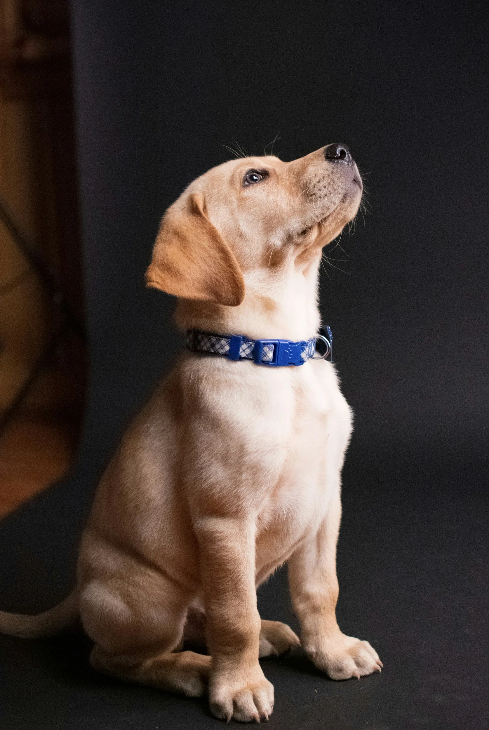 A cute yellow Labrador puppy sitting on a black surface with a dark background, wearing a blue collar.