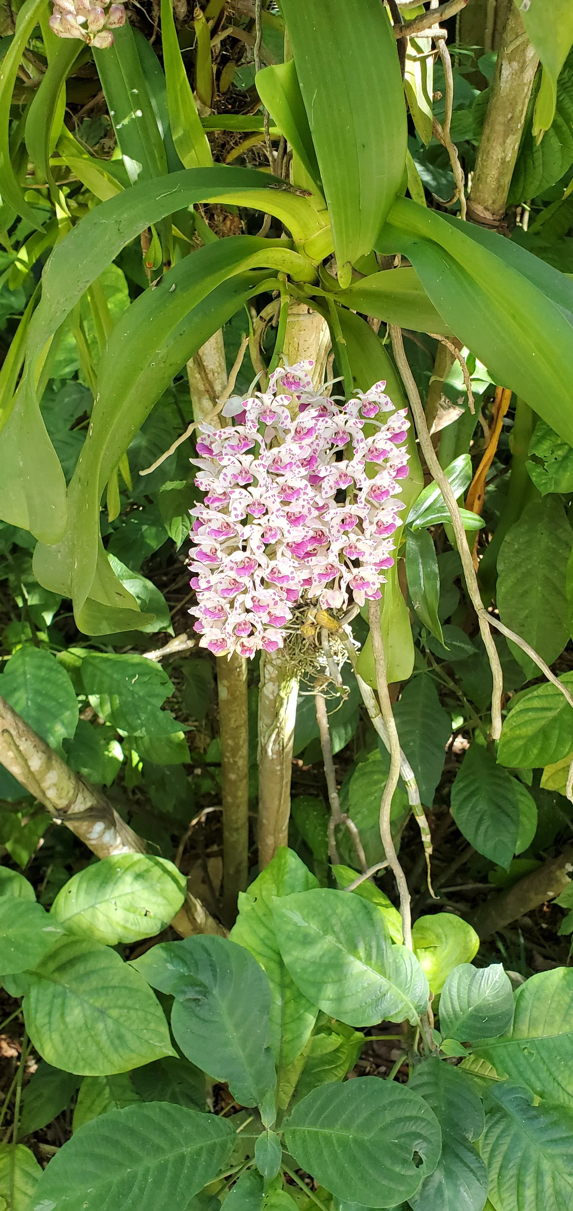 A cluster of pink and white orchids hanging on a green leafy plant in a jungle or garden setting.