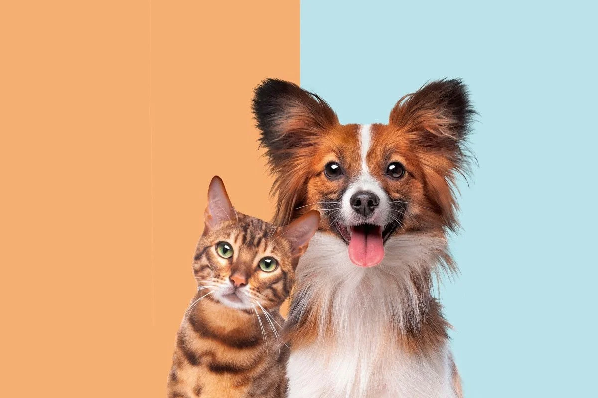 10 Human Foods that are Toxic to Dogs and Cats