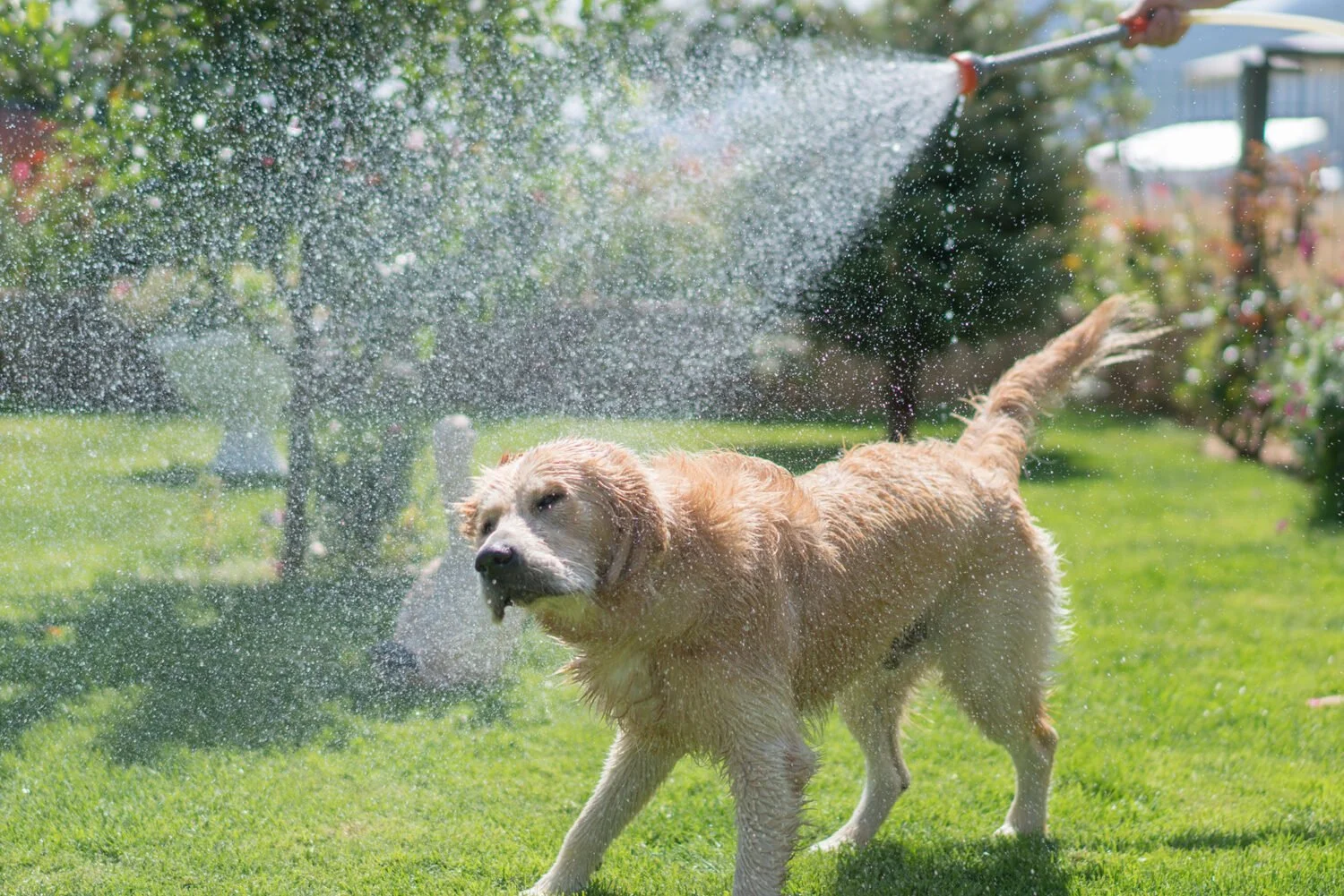 Heatstroke in Pets: Warning Signs, Prevention, and What Every Pet Owner Should Know
