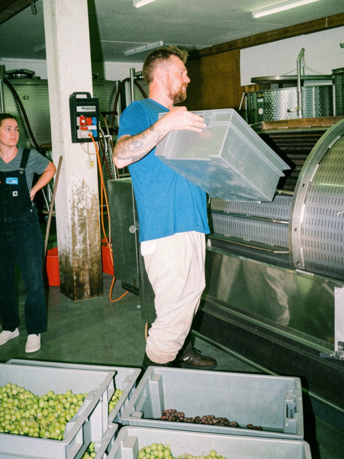 Une personne tient un grand bac en plastique devant une machine à vendanger dans une cave ou un chai à vins. Une autre personne se tient en arrière, observant.