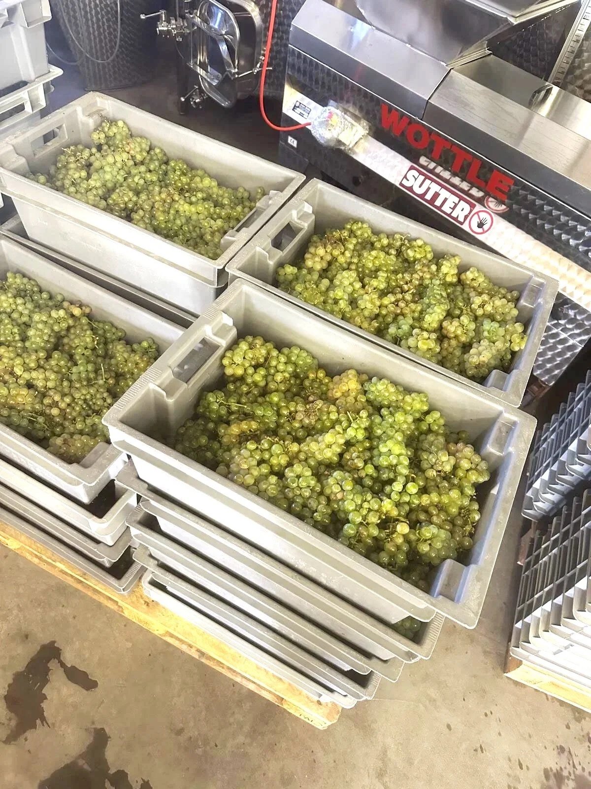 Queues de raisins blancs stockés dans des bacs en plastique dans une cave à vin ou une installation de production.