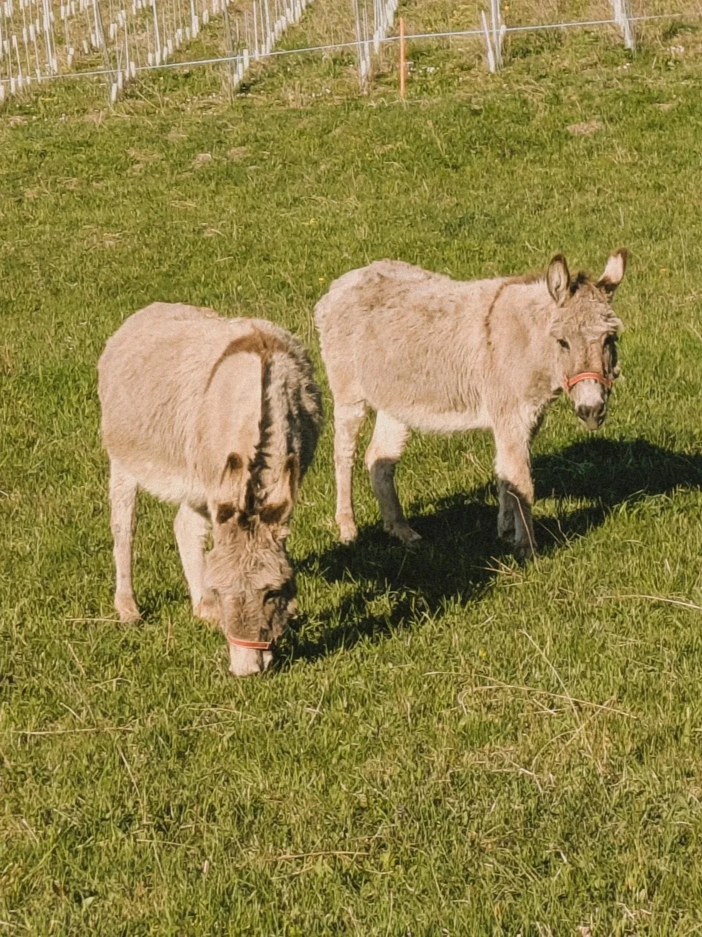 Deux moutons blancs broutant de l'herbe dans un champ vert avec des rangées de vignes en arrière-plan.