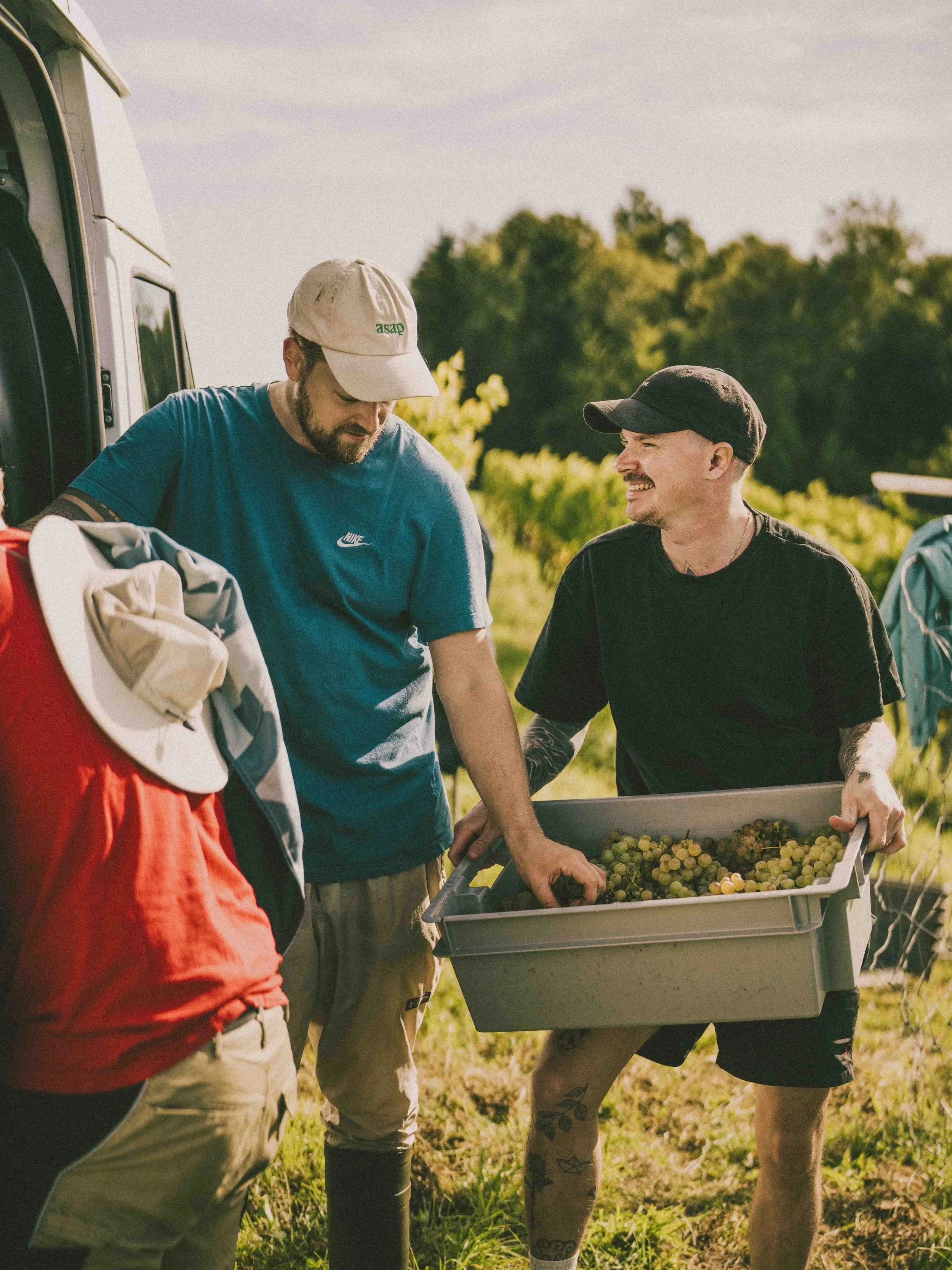 Trois personnes récoltant des raisins dans un vignoble lors d'une journée ensoleillée.