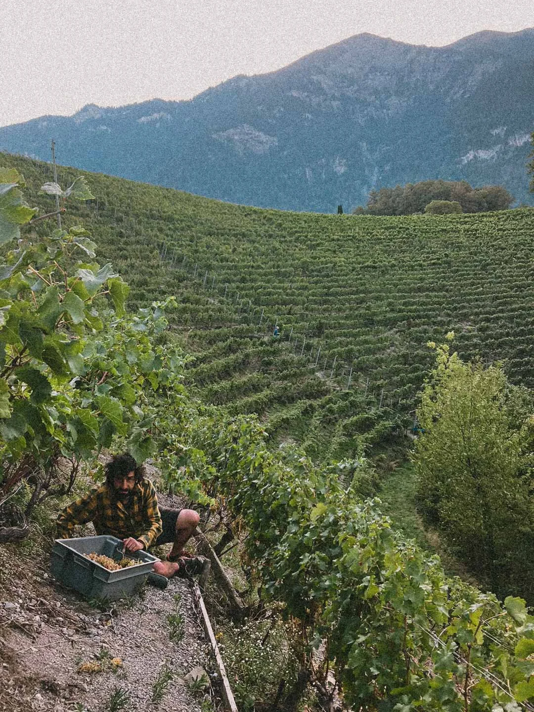 Homme récoltant des raisins dans une vigne en terrasse avec des montagnes en arrière-plan.