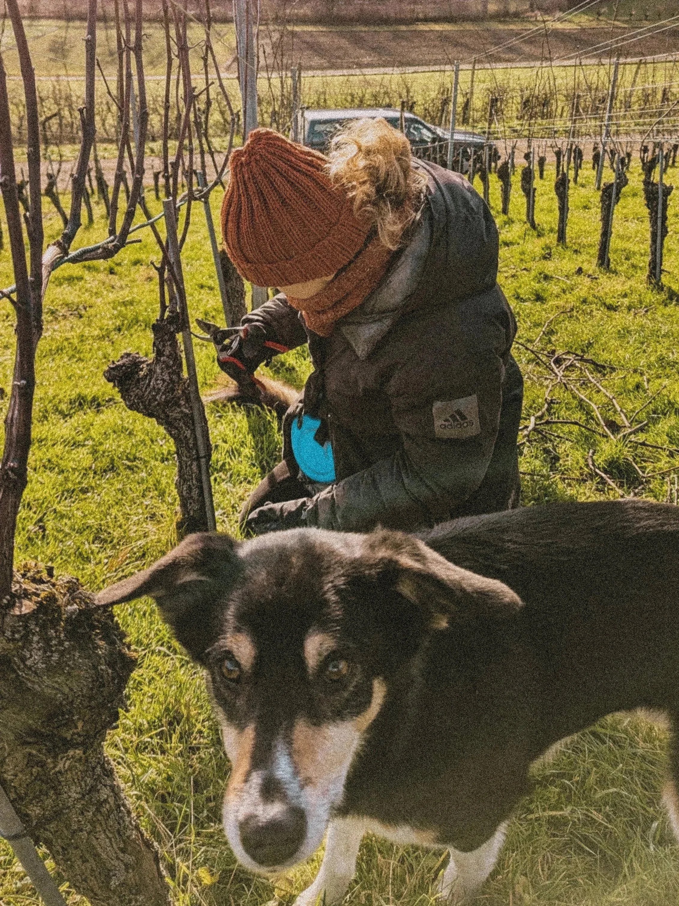 Un chien regardant l'objectif, avec des arbres et une vigne en arrière-plan.