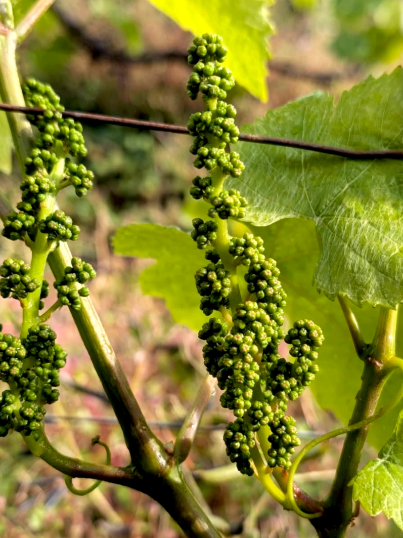 Raisin de vigne en croissance sur une vigne aux feuilles vertes.
