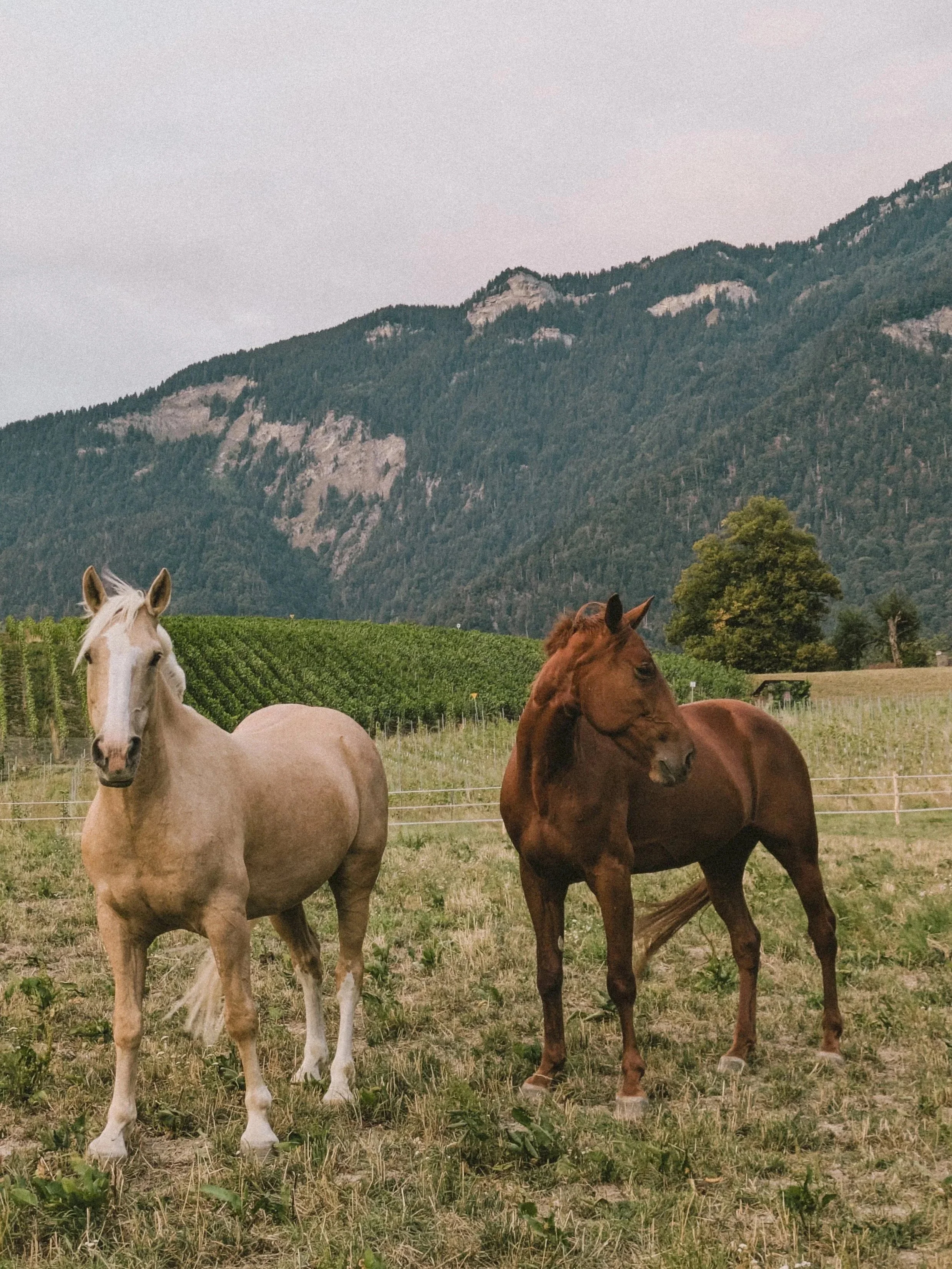 Trois chevaux dans un champ vert avec une montagne en arrière-plan, sous un ciel nuageux.