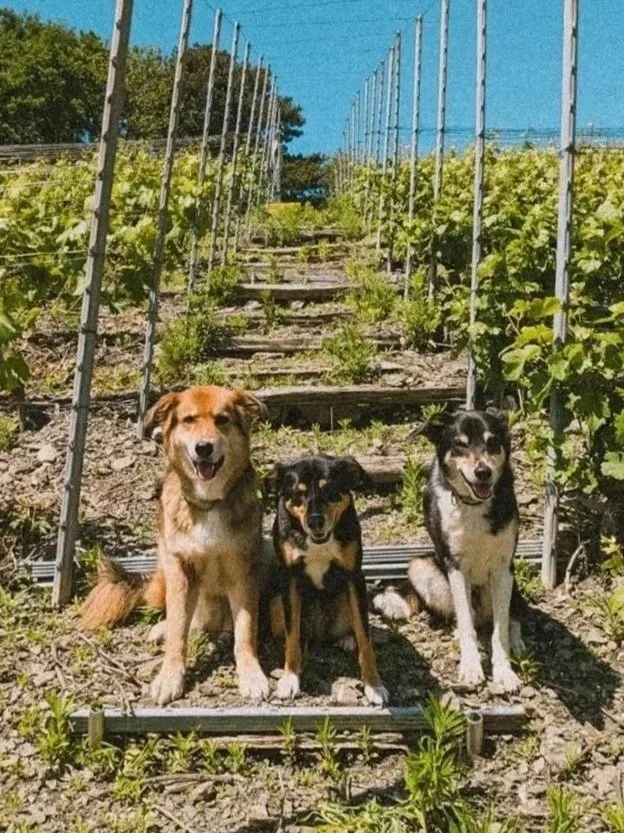 Trois chiens assis dans un vignoble en plein jour, avec des rangées de vignes et un ciel bleu en arrière-plan.