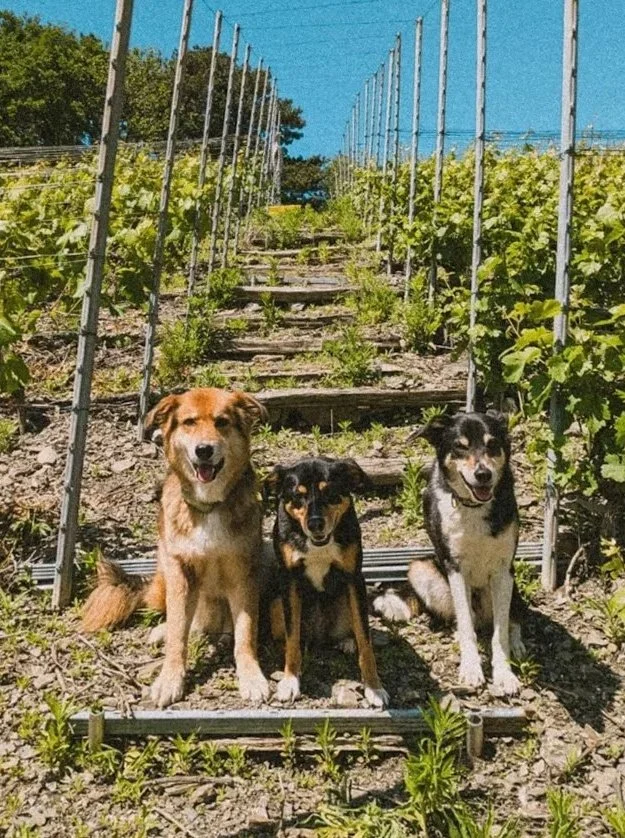 Trois chiens assis dans une vigne, sous un ciel bleu.