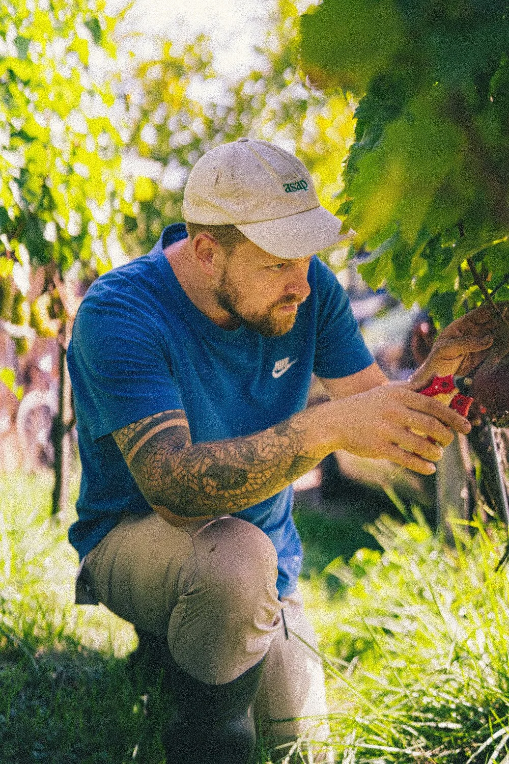 Un homme est en train de tailler ou de récolter des plantes ou des jeunes arbres avec un outil dans un jardin ou une ferme, sous la lumière du soleil.