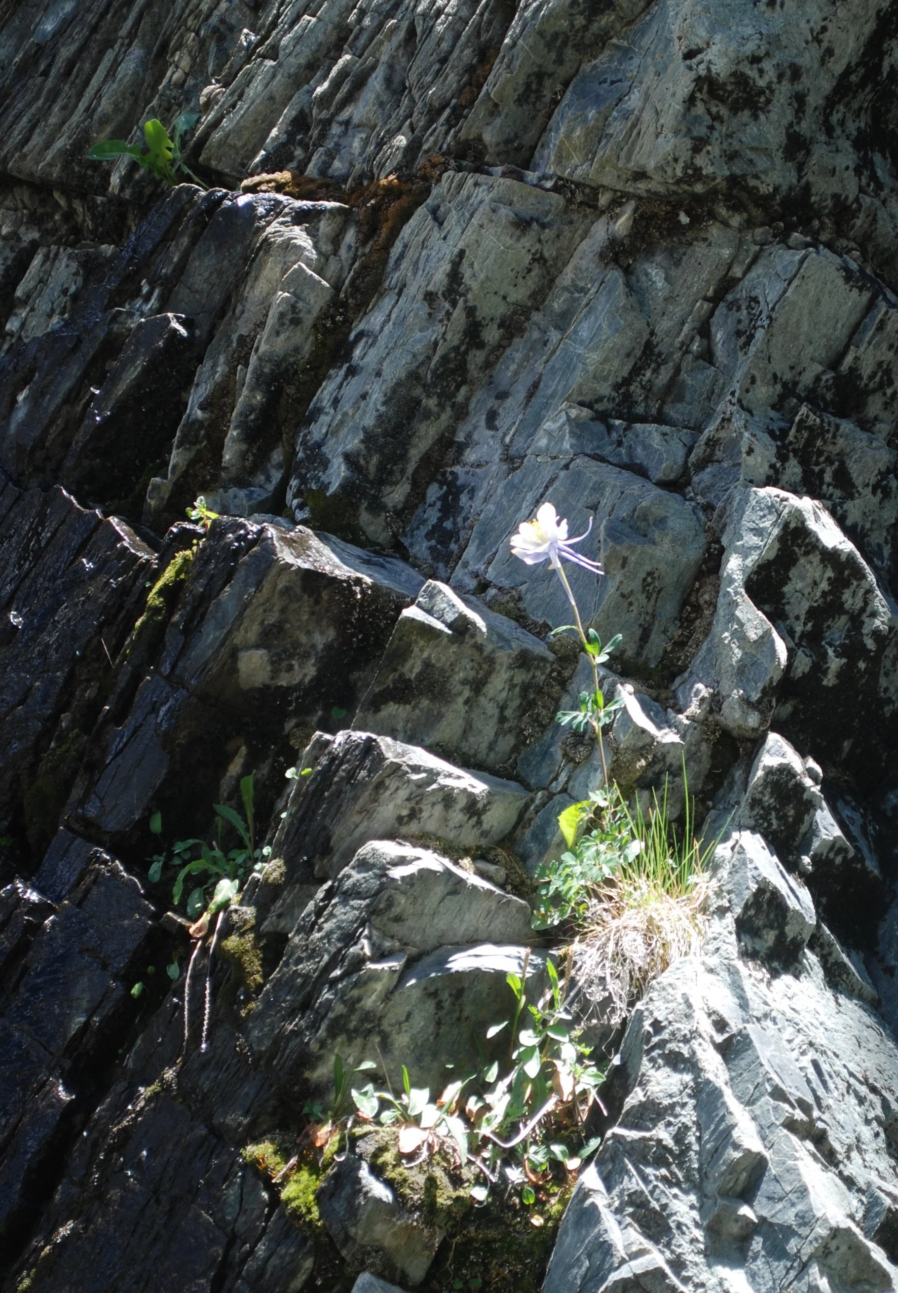 A close-up of a rocky cliff with small plants and a pink flower growing among the rocks.