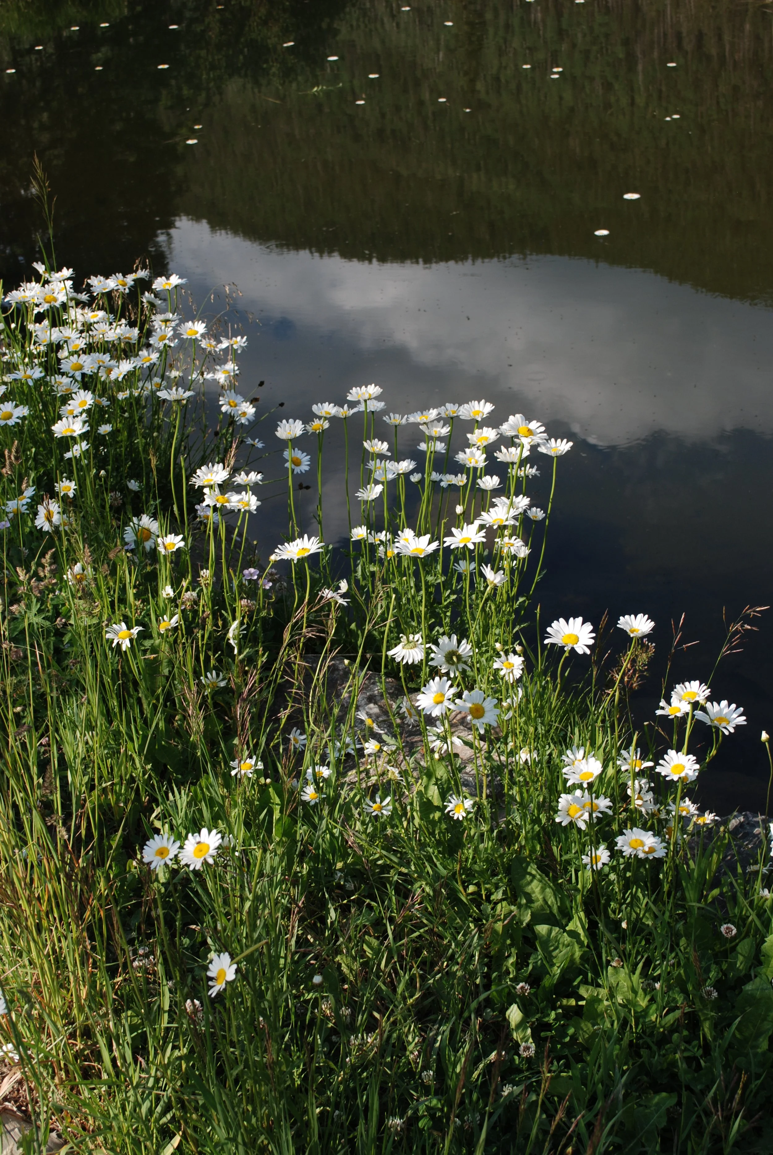 White daisies growing along a lakeshore with a reflection of the sky and trees in the water.