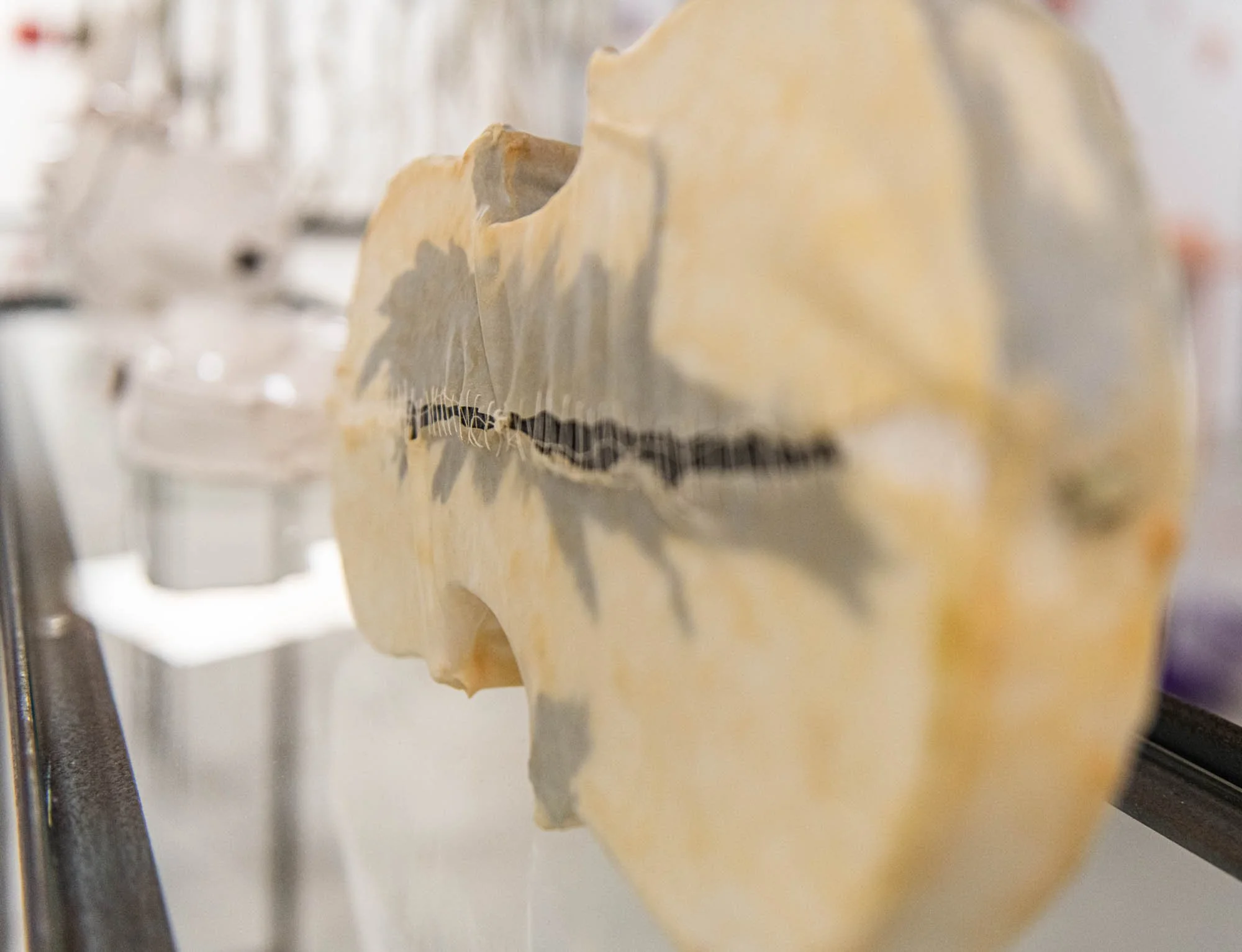 Cast ceramic violin with a skin of latex covering it i=on a glass display table in a gallery