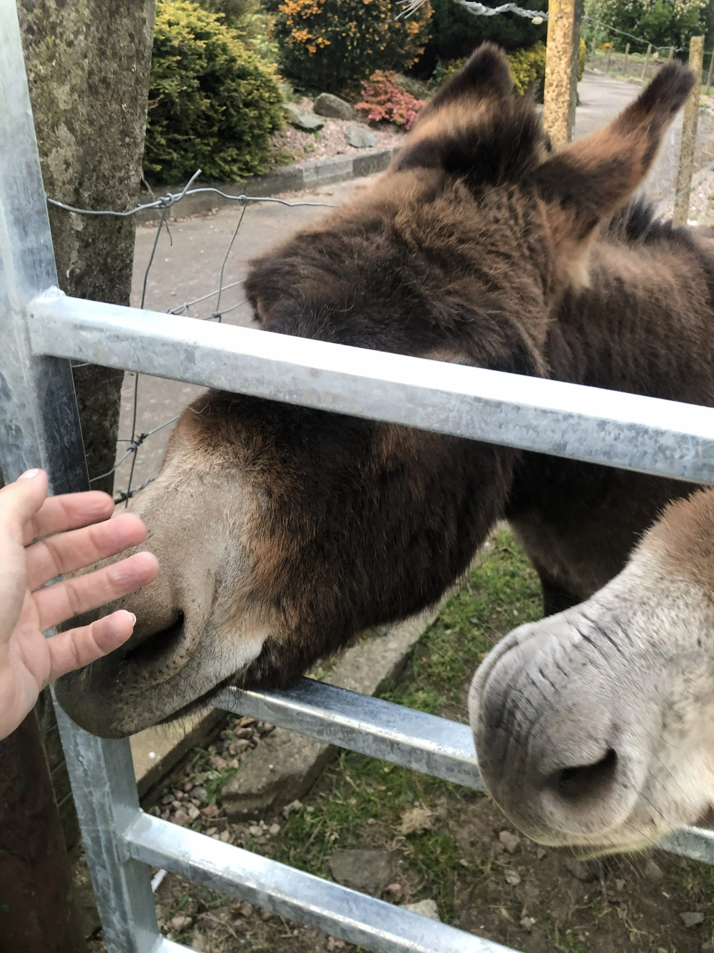 lose up of someone petting two donkeys