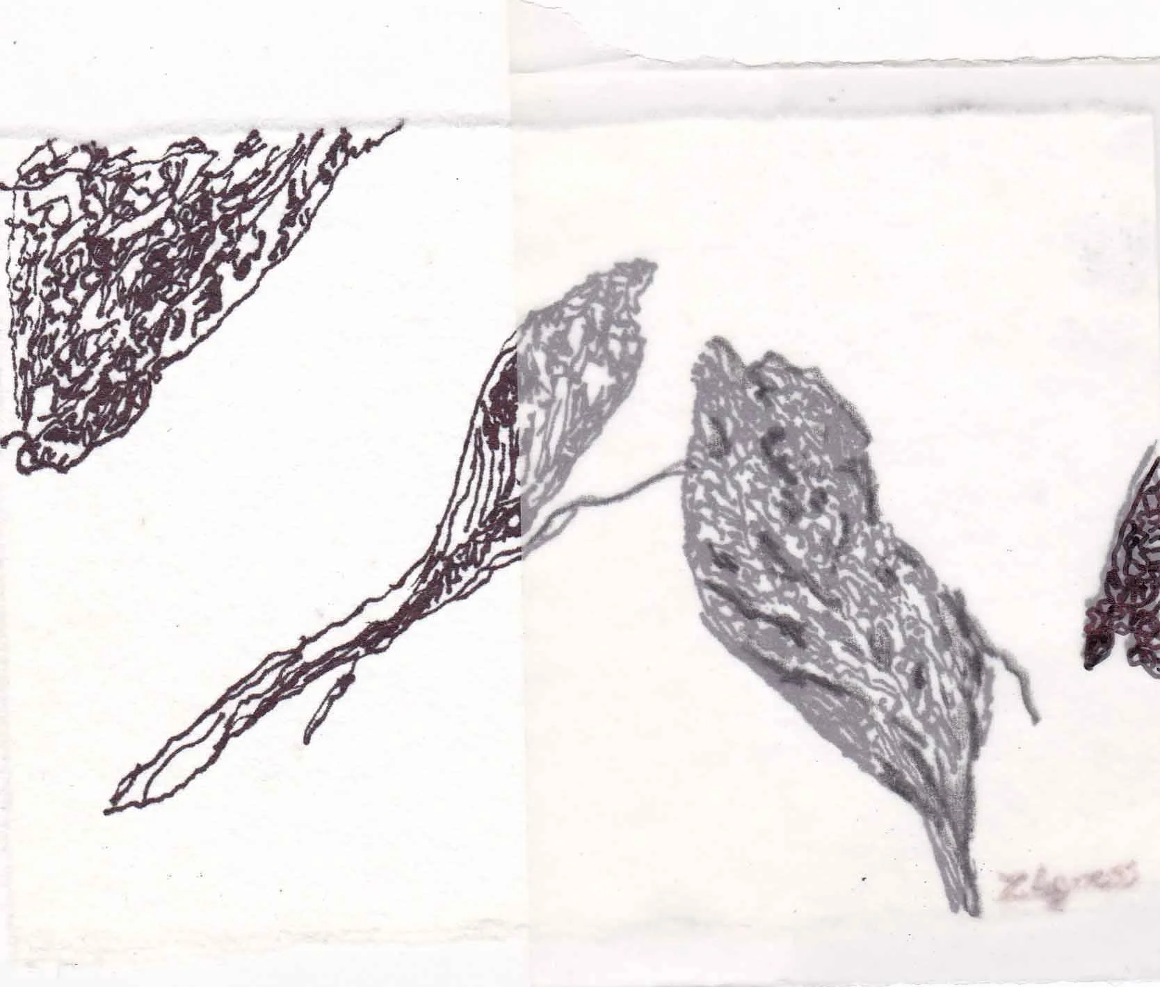 A black ink sketch of three leaves with detailed vein patterns on white paper.