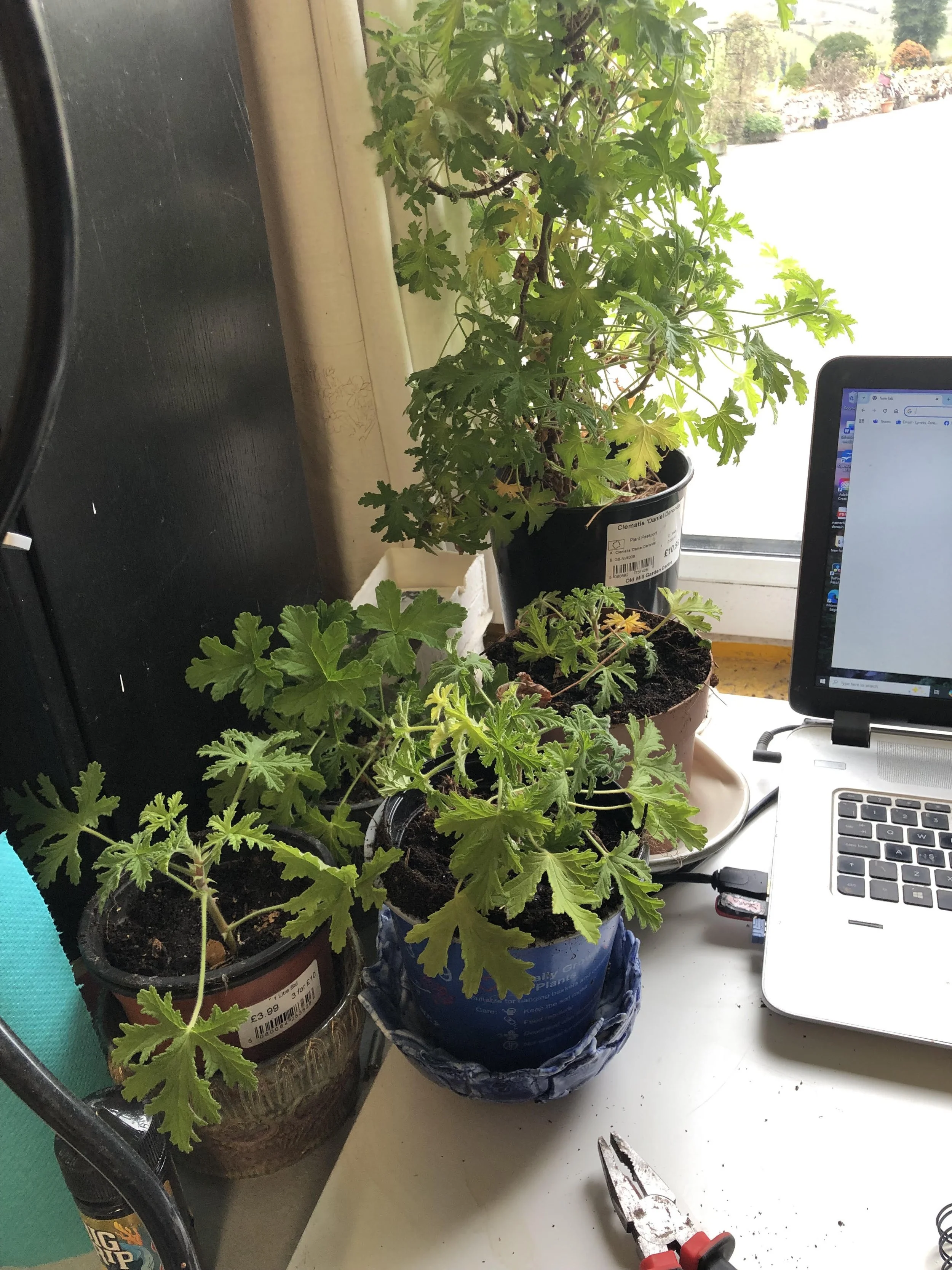 Potted plants on a windowsill, with a laptop and a pair of pliers on the table, and a garden outside the window.