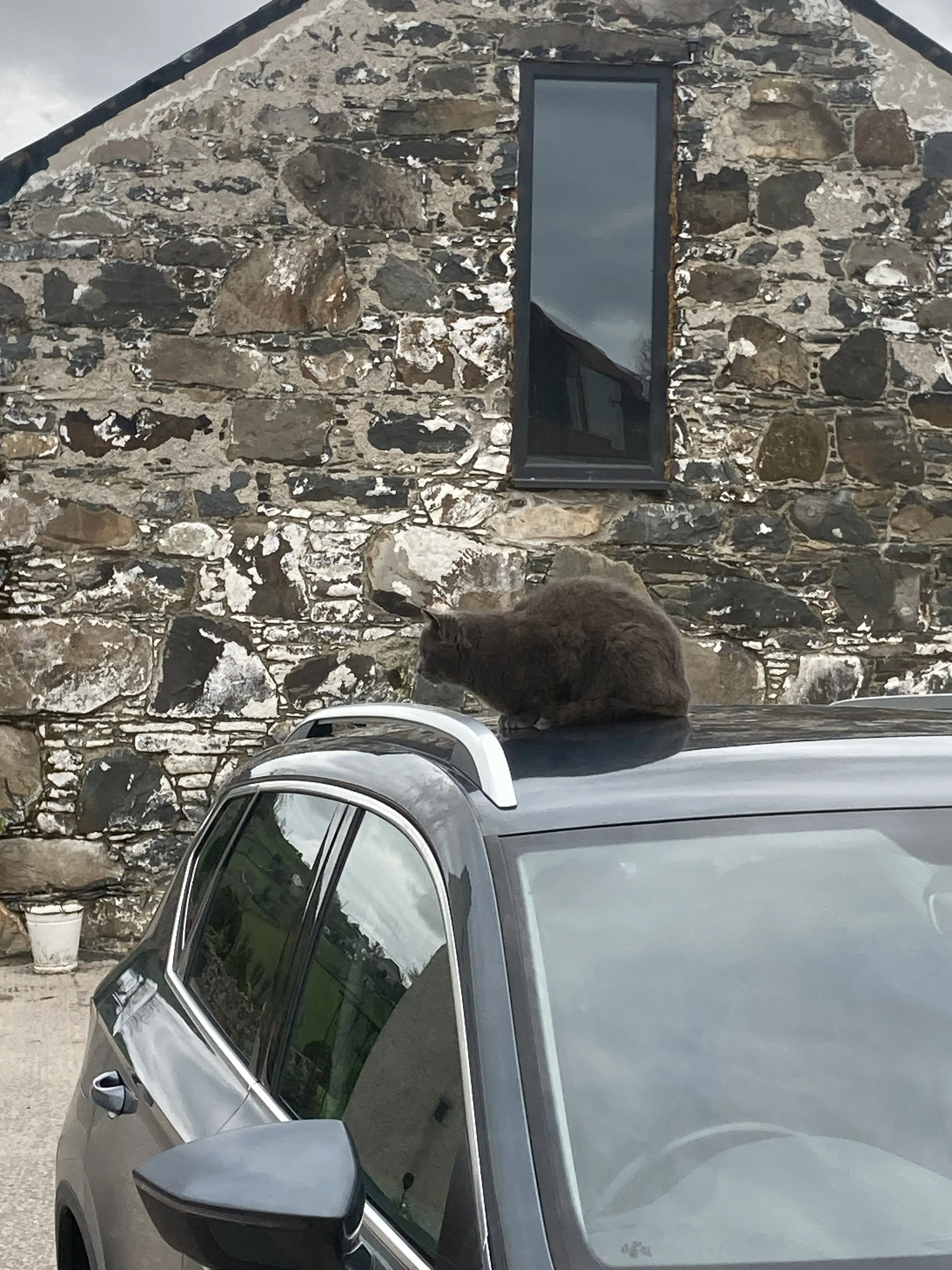 grey cat sitting on a grey car with old stone building in the background