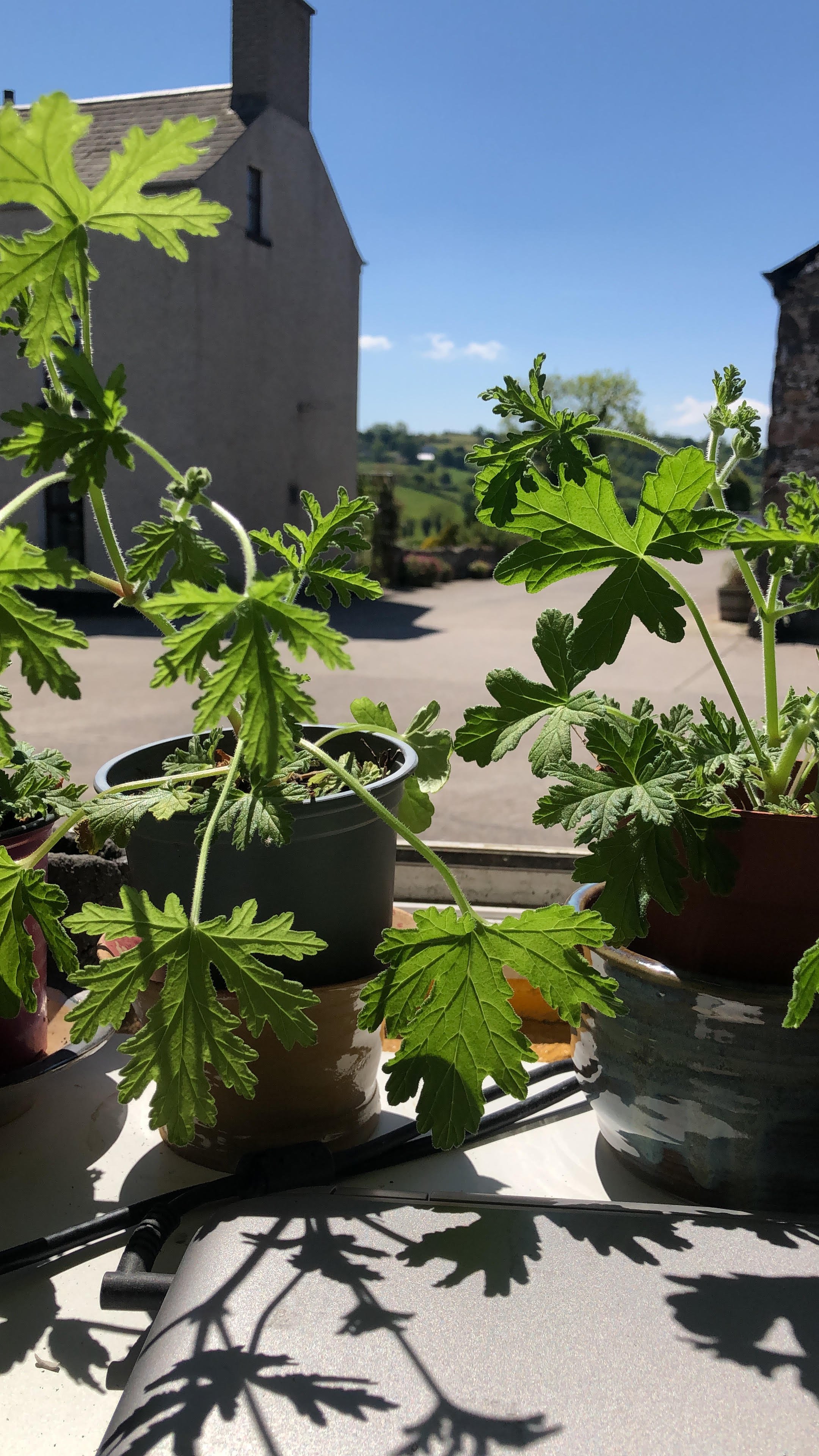Green leafy plant in multiple flower pots placed on a table with sunlight casting shadows of the leaves, an old building and hills in the background under a clear blue sky.