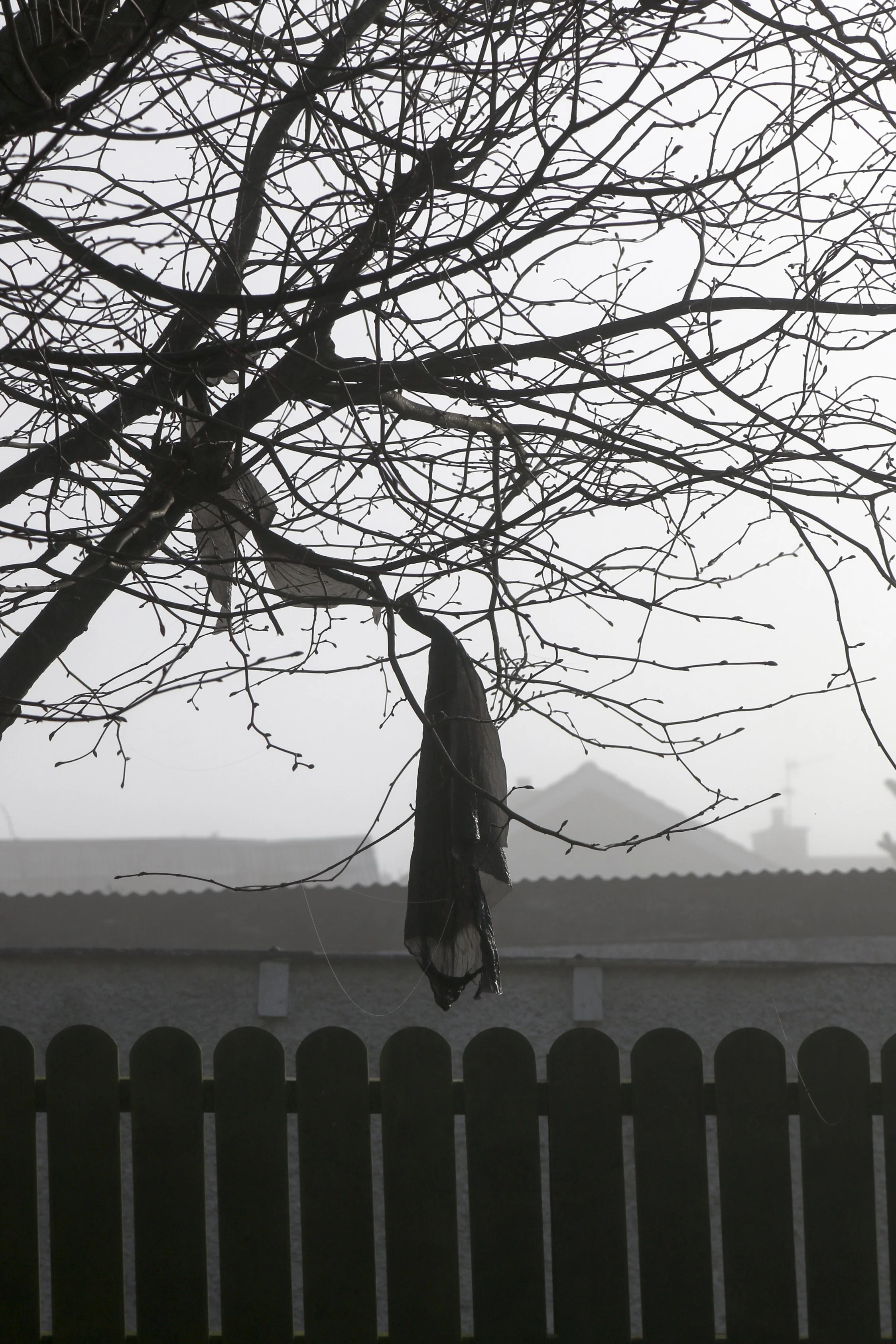 A leafless tree with many thin, intertwining branches is seen against a bright, overcast sky. A dark piece of fabric or plastic is wrapped around the lower part of a branch.