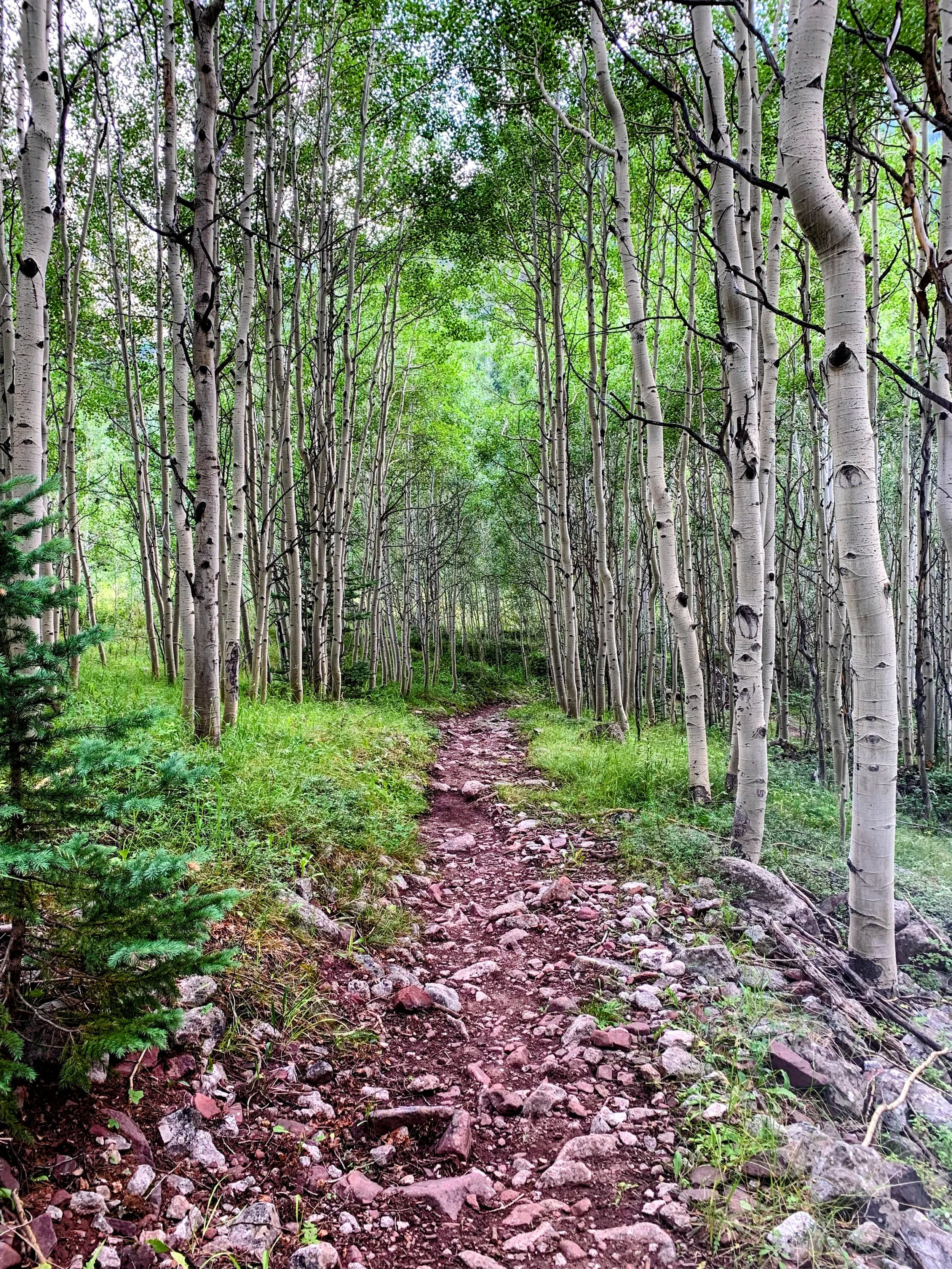 A narrow dirt trail winding through a forest of tall, slender, white-barked trees with green leaves.