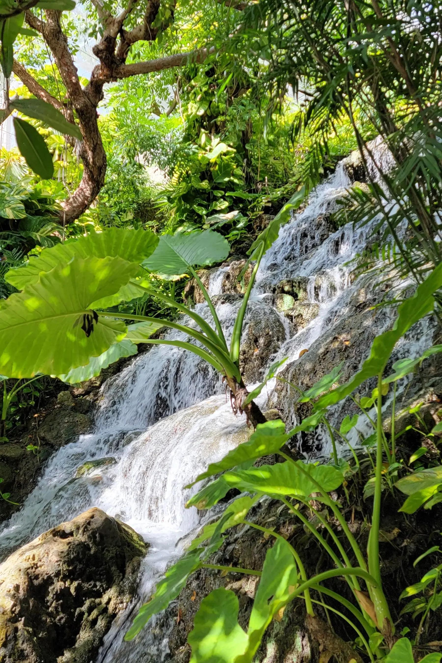 Small waterfall with beautiful green plants and trees.