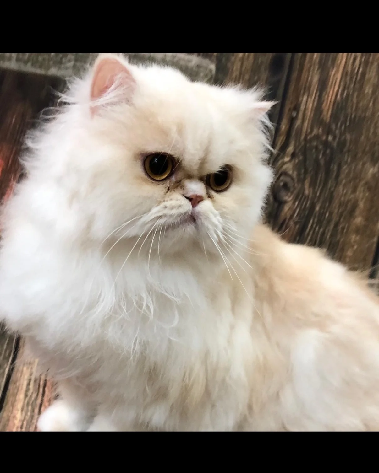 A close-up photo of a fluffy white Persian cat with a flat face, large amber eyes, and a pink nose, sitting on a wooden surface.