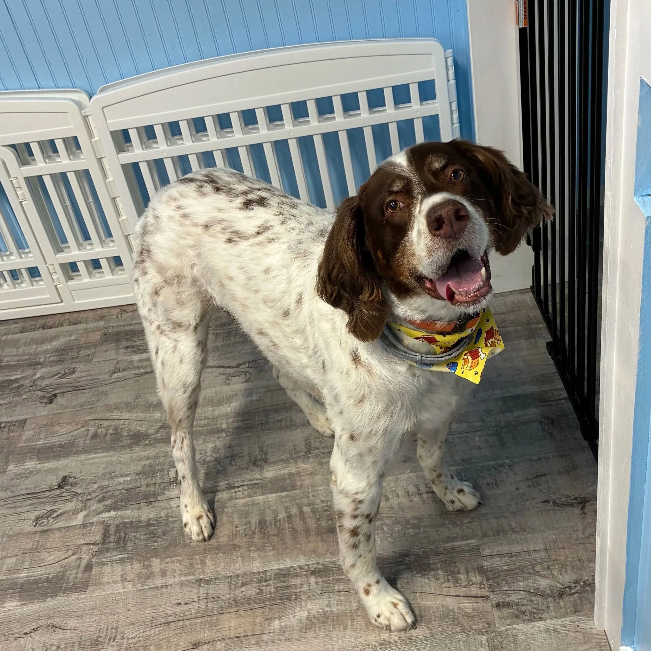 A brown and white English Springer Spaniel lying on a wooden floor next to a white plastic pet gate and a blue wall with vertical paneling.